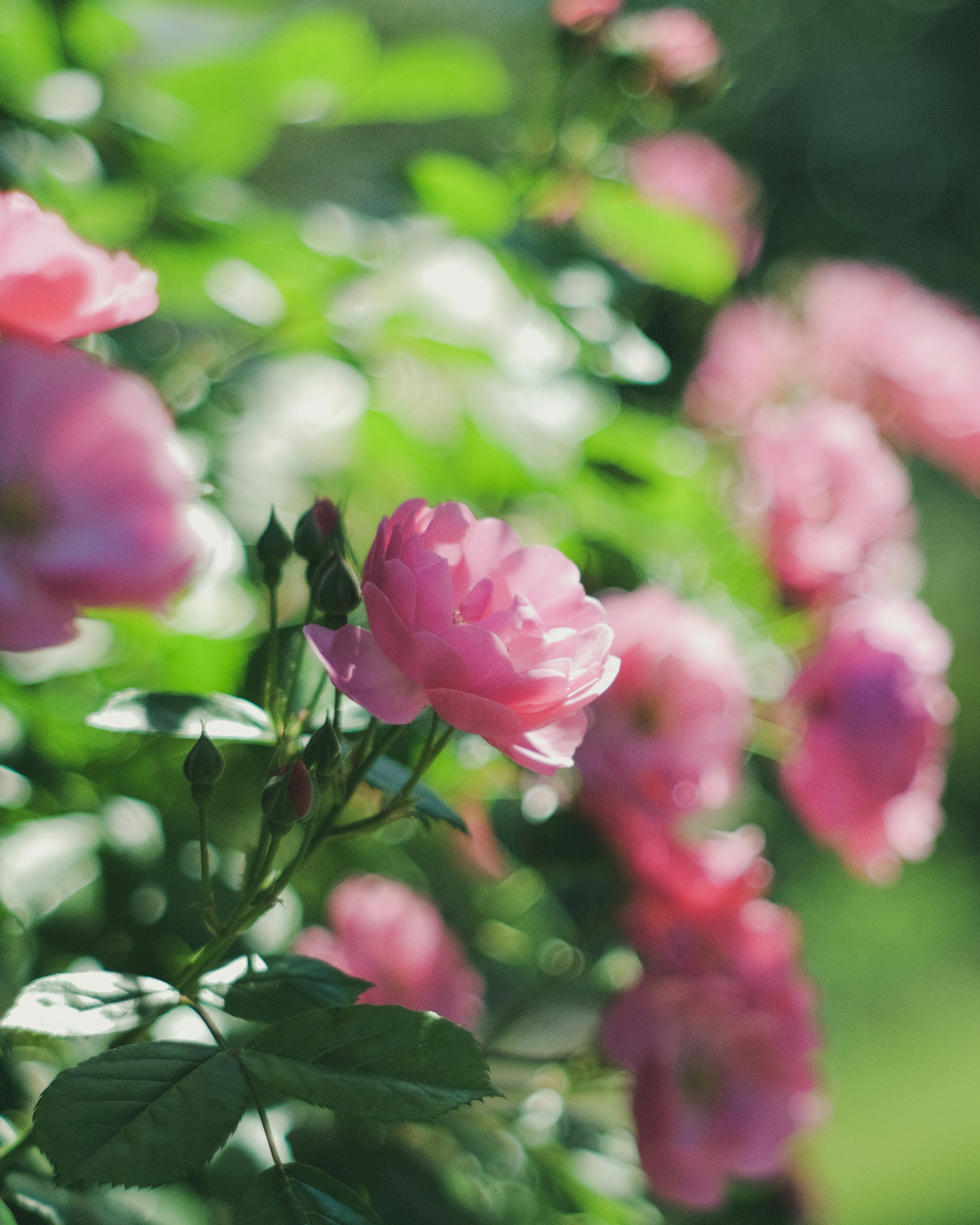 Rosa pink yang cerah mekar di antara dedaunan hijau yang subur