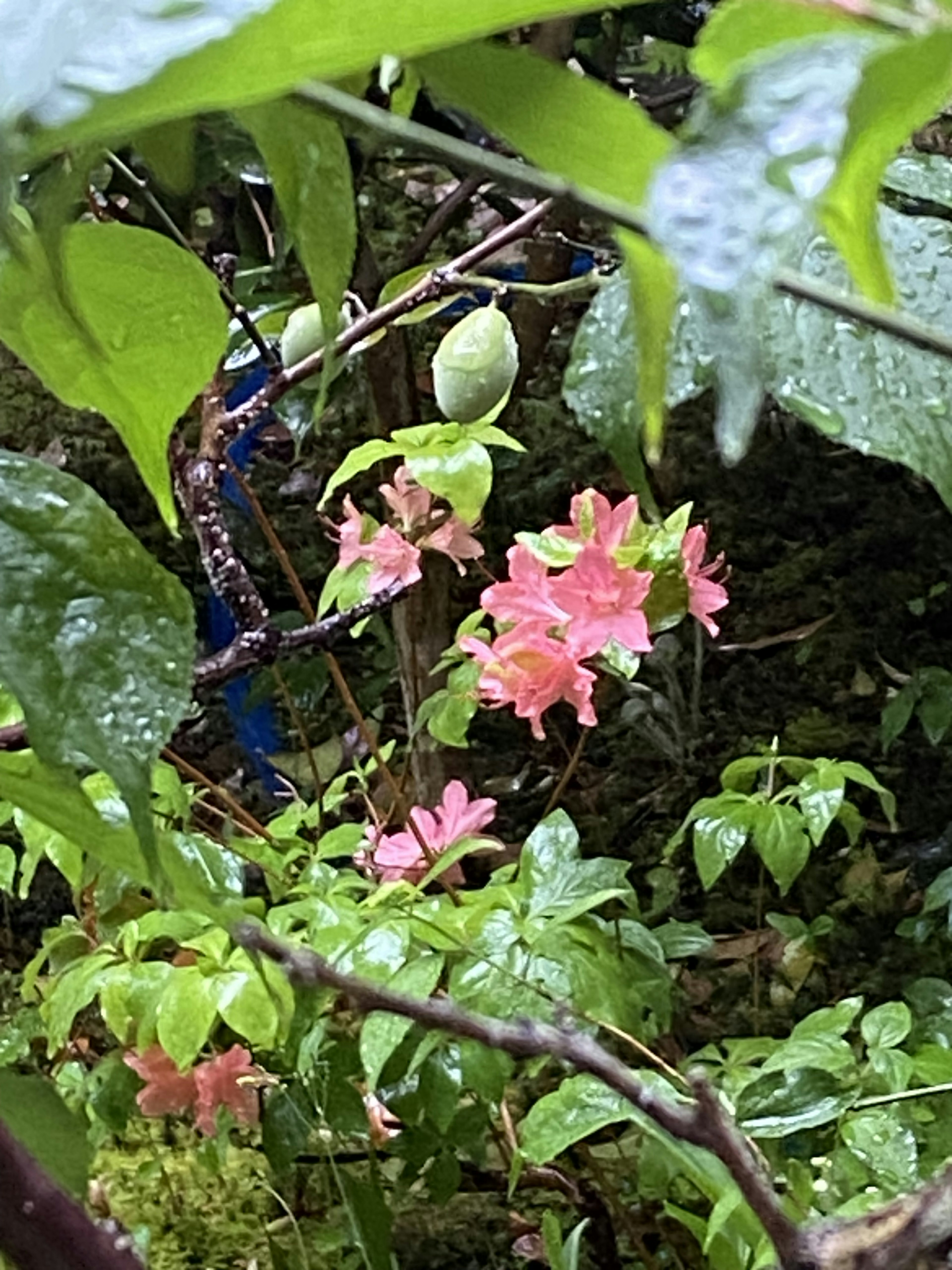 生动的自然场景，粉色花朵和郁郁葱葱的绿色叶子，雨滴点缀其间