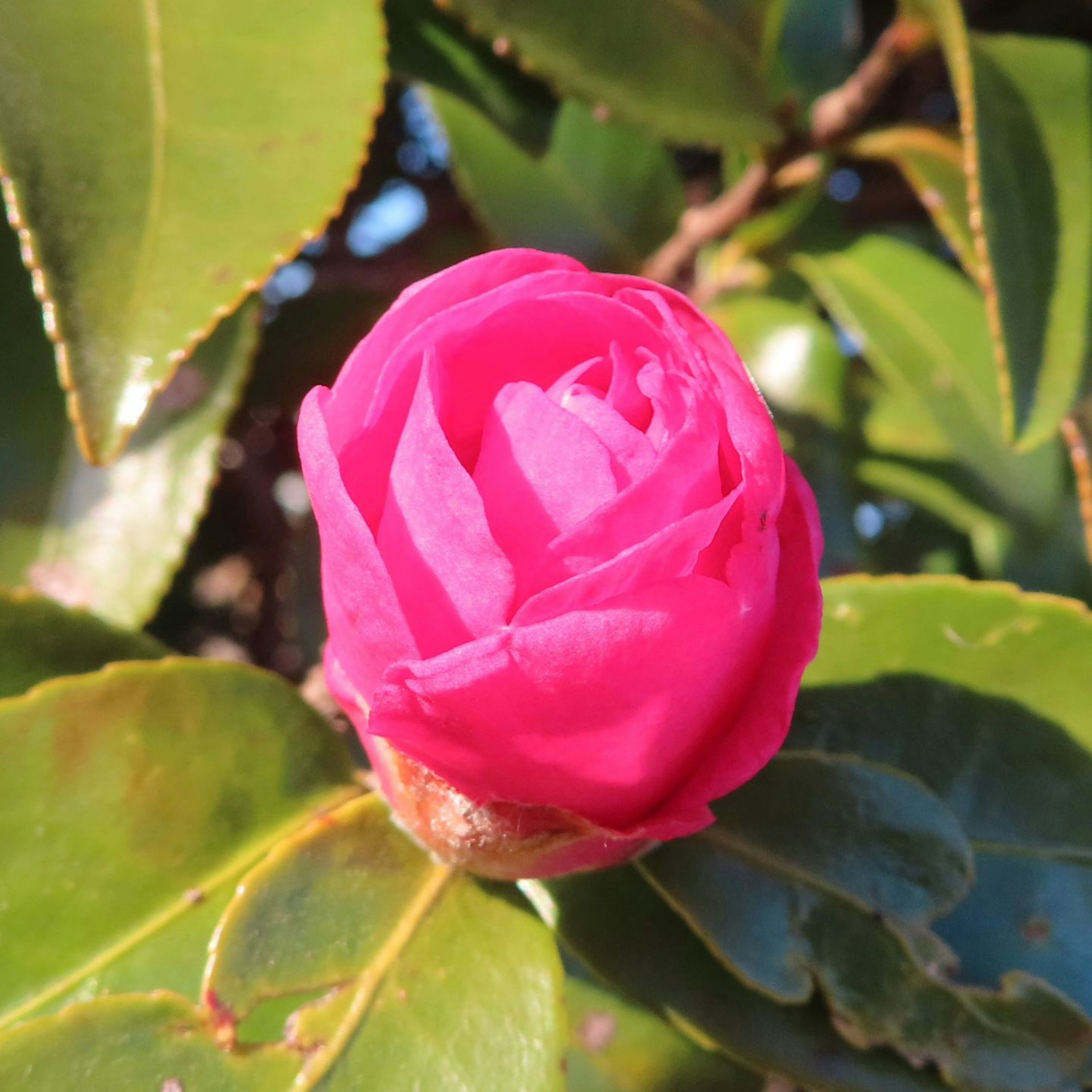 Pink camellia bud surrounded by green leaves