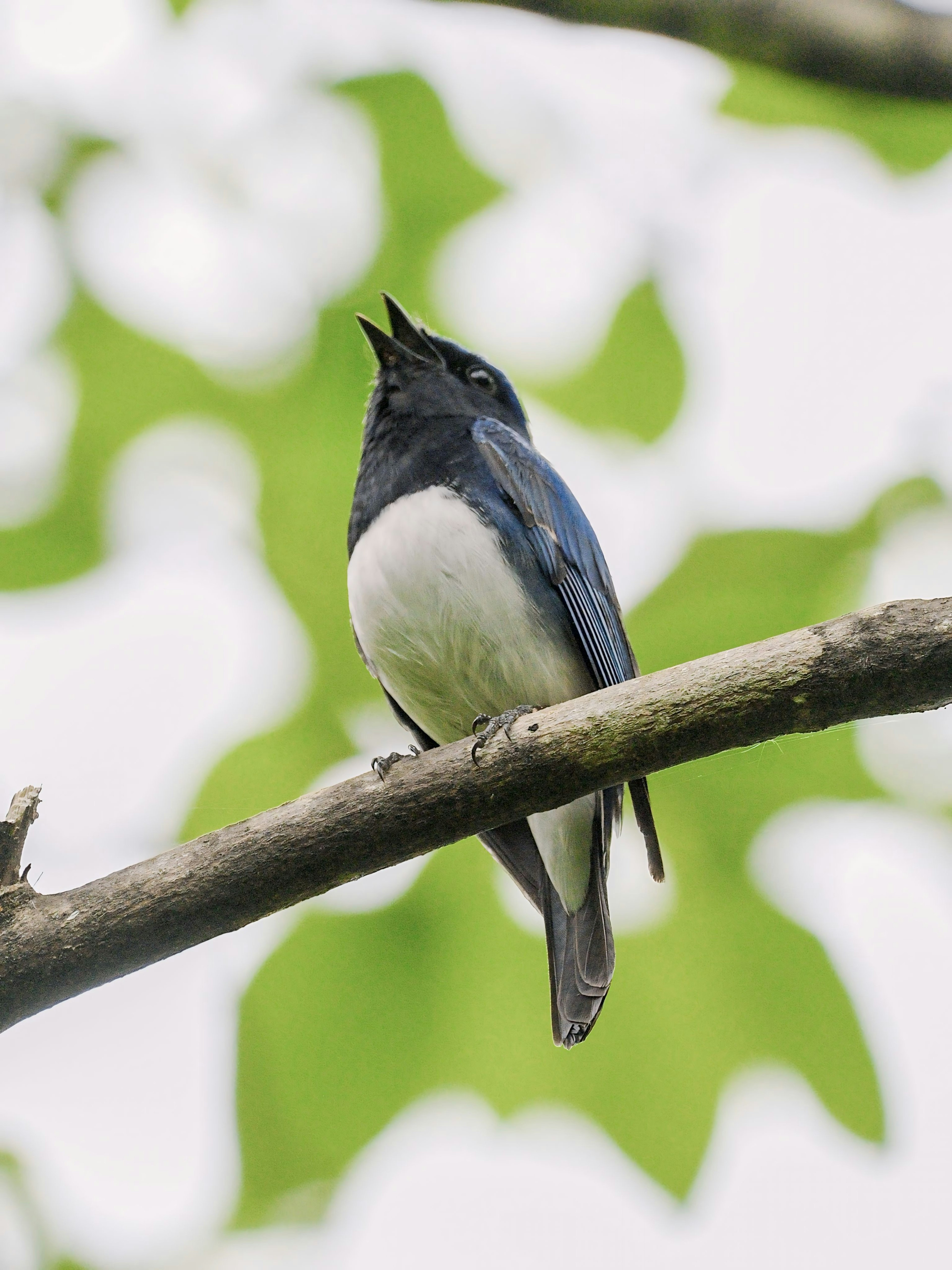 青い鳥が枝に止まっている