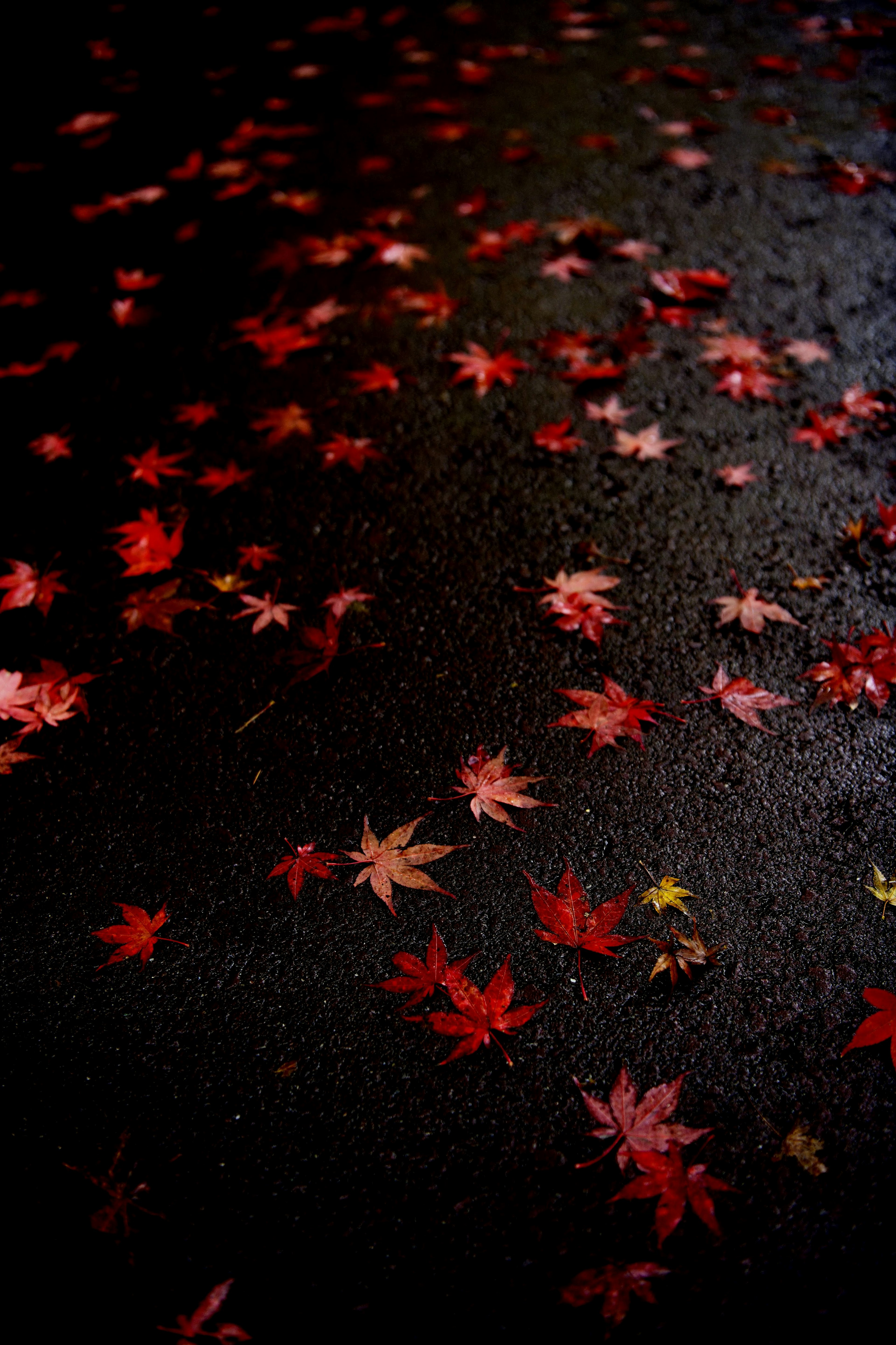 赤い紅葉が敷き詰められた暗い地面の画像