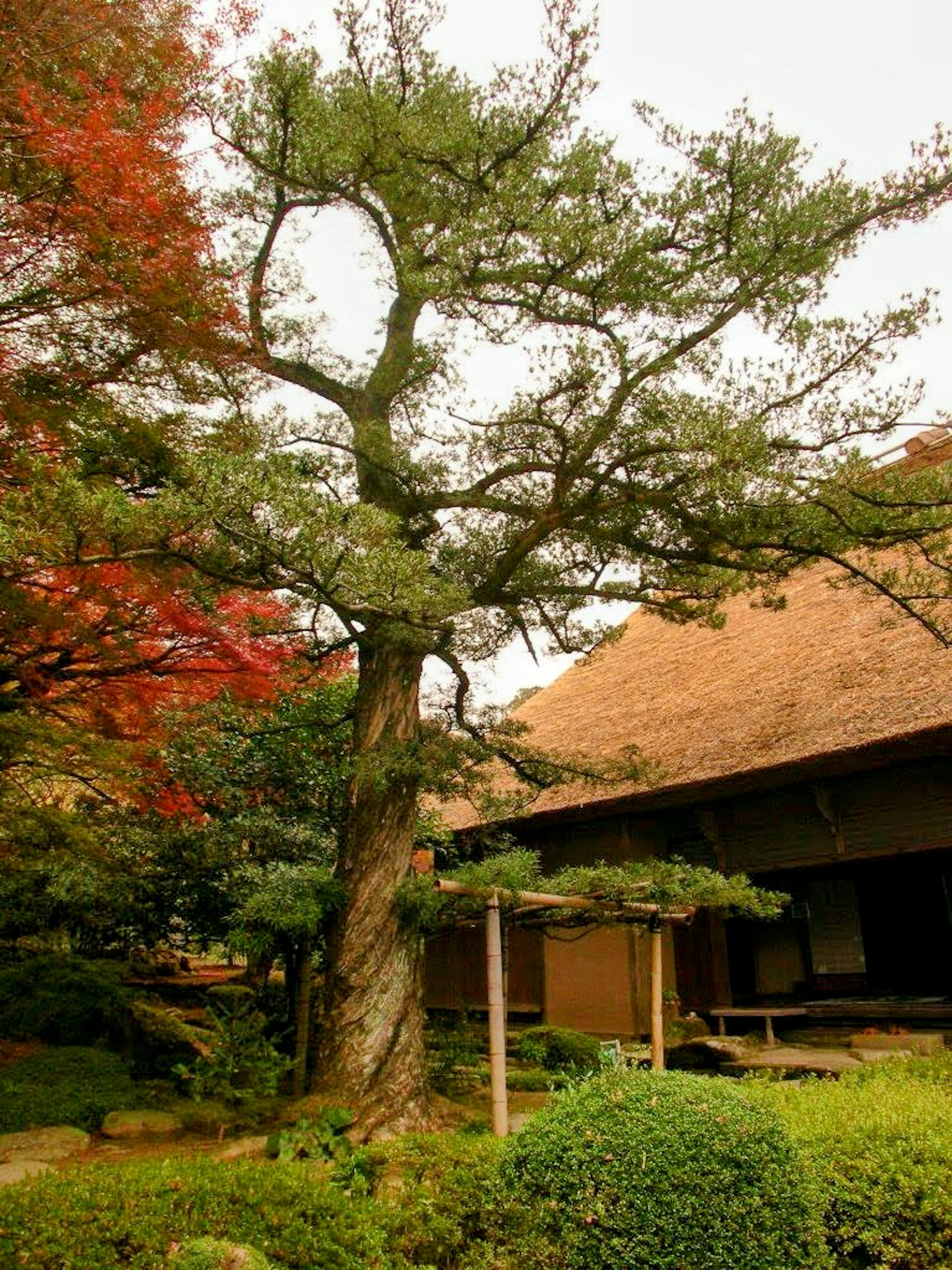 庭にある大きな木と秋の紅葉の色合い