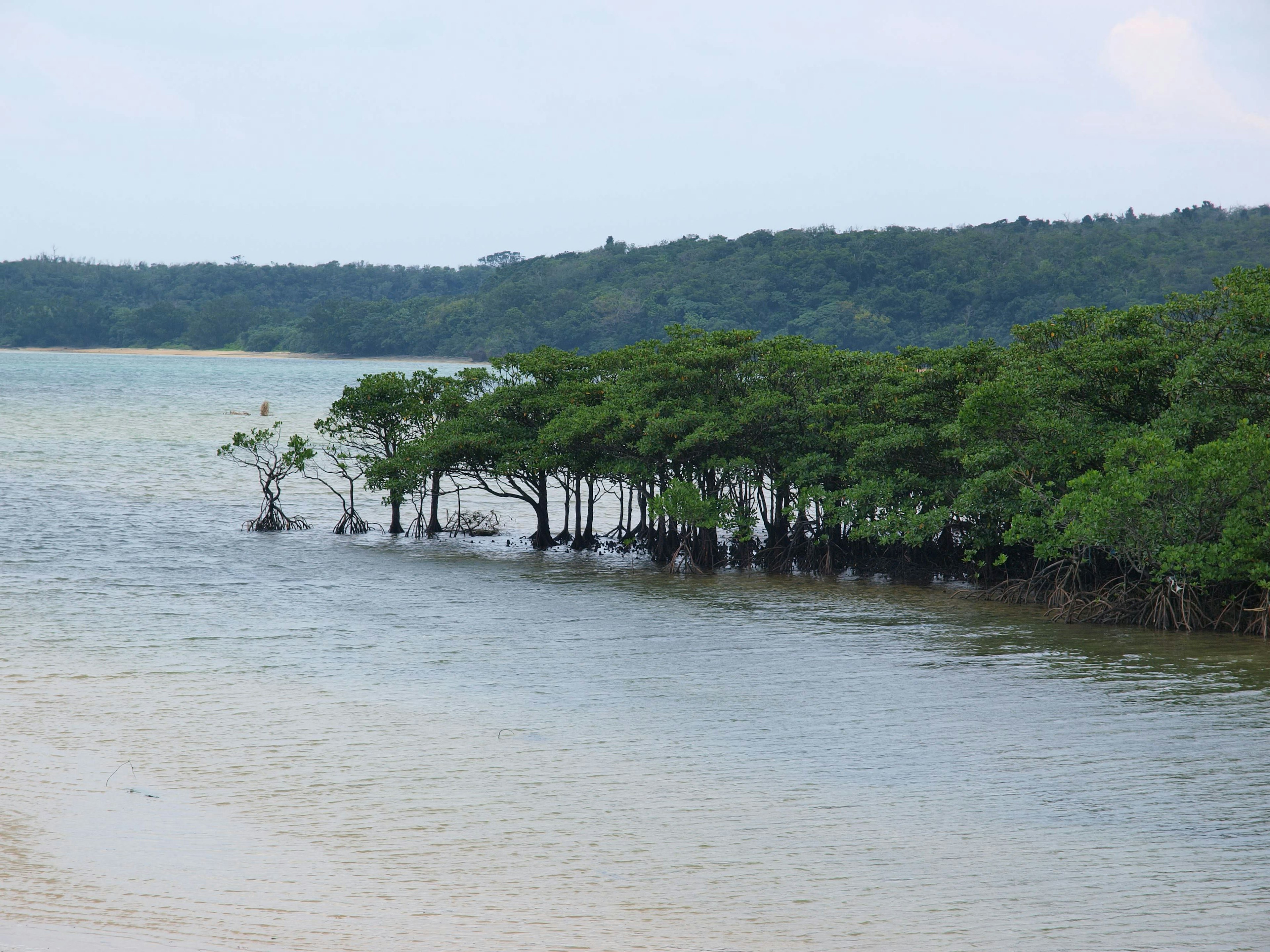 Pemandangan dengan pohon hijau tumbuh di tepi air