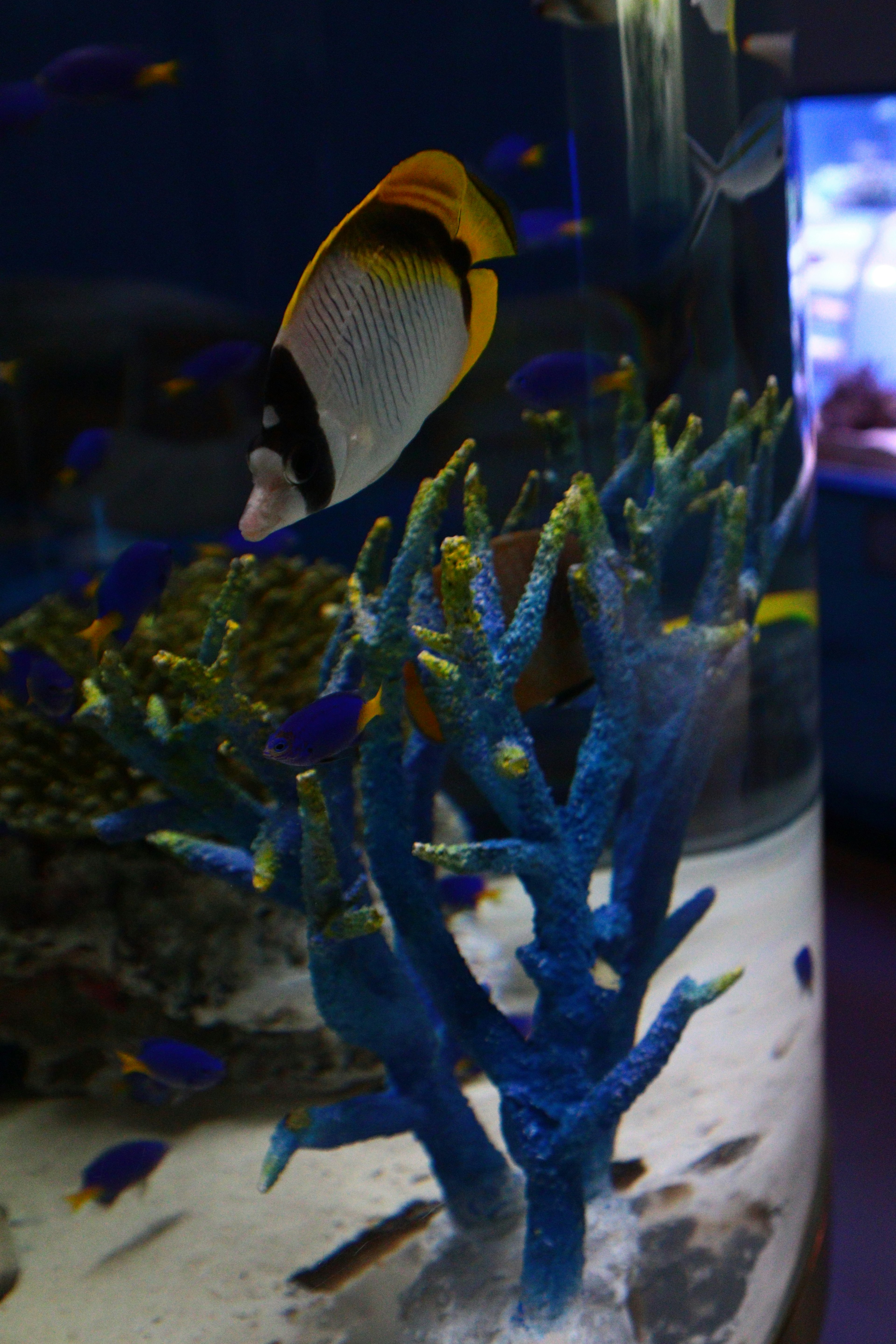 Aquarium scene featuring vibrant fish and blue coral