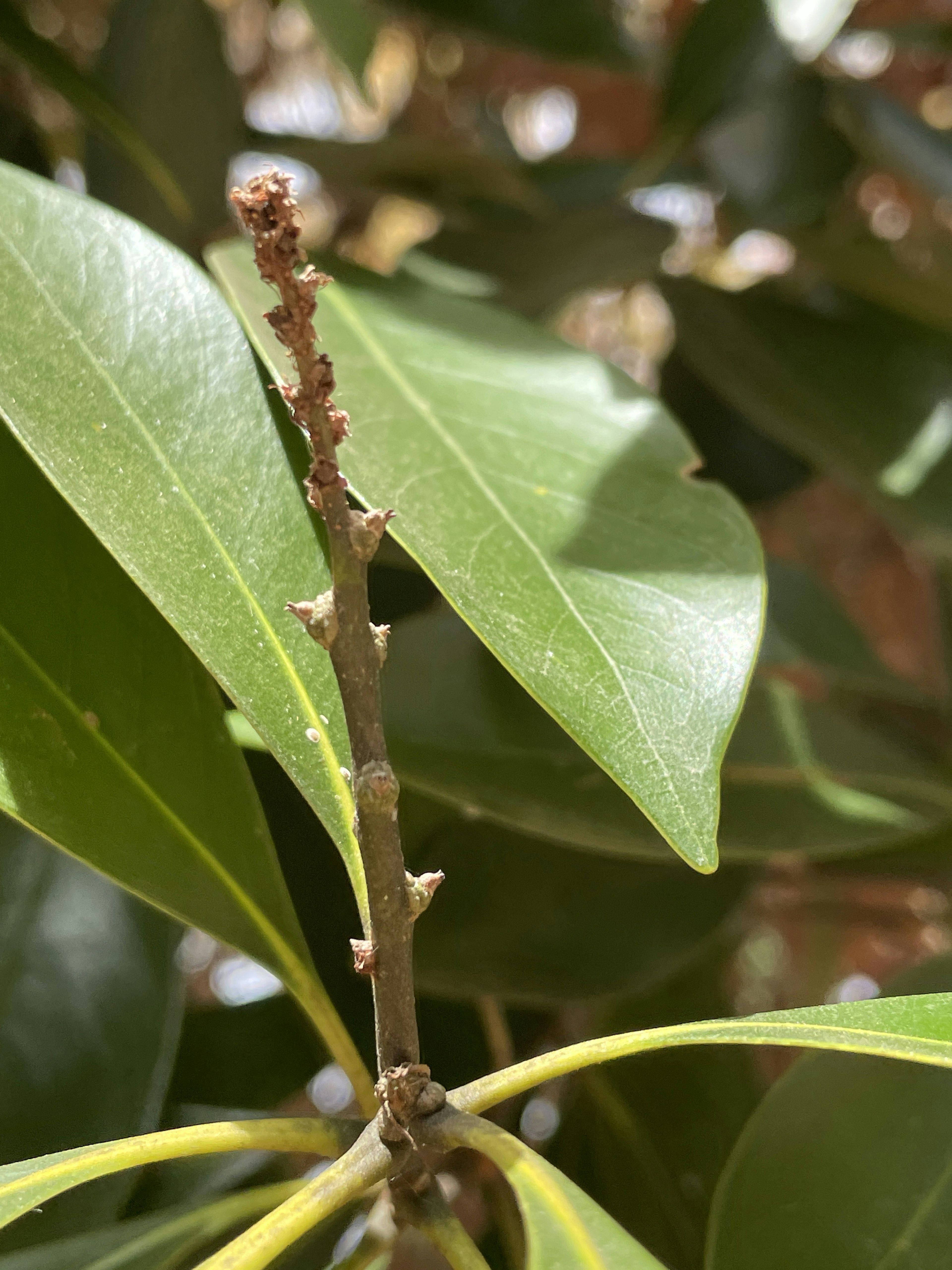 Acercamiento de una planta con hojas verdes y un pequeño tallo