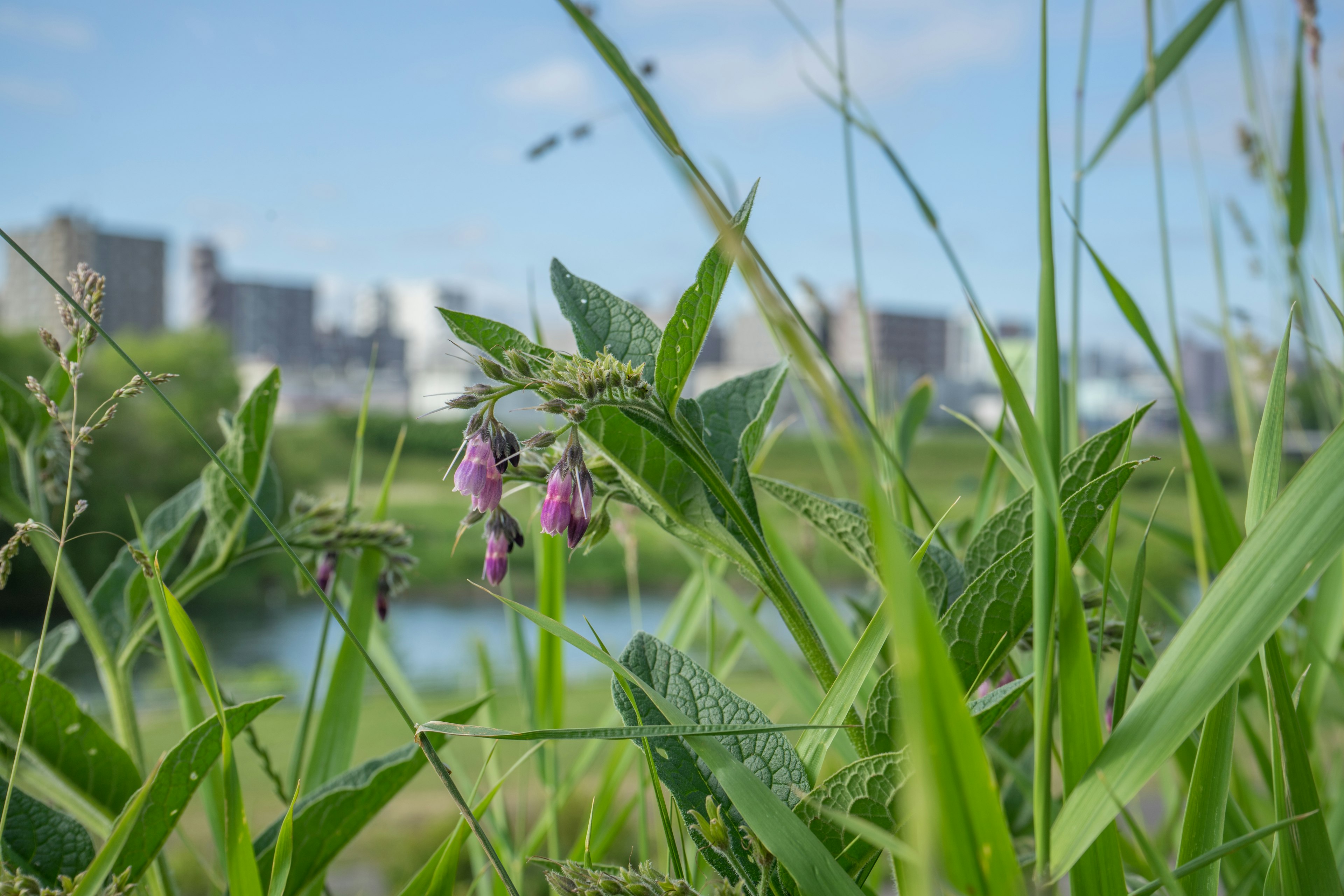 草の中に紫の花と川が見える風景