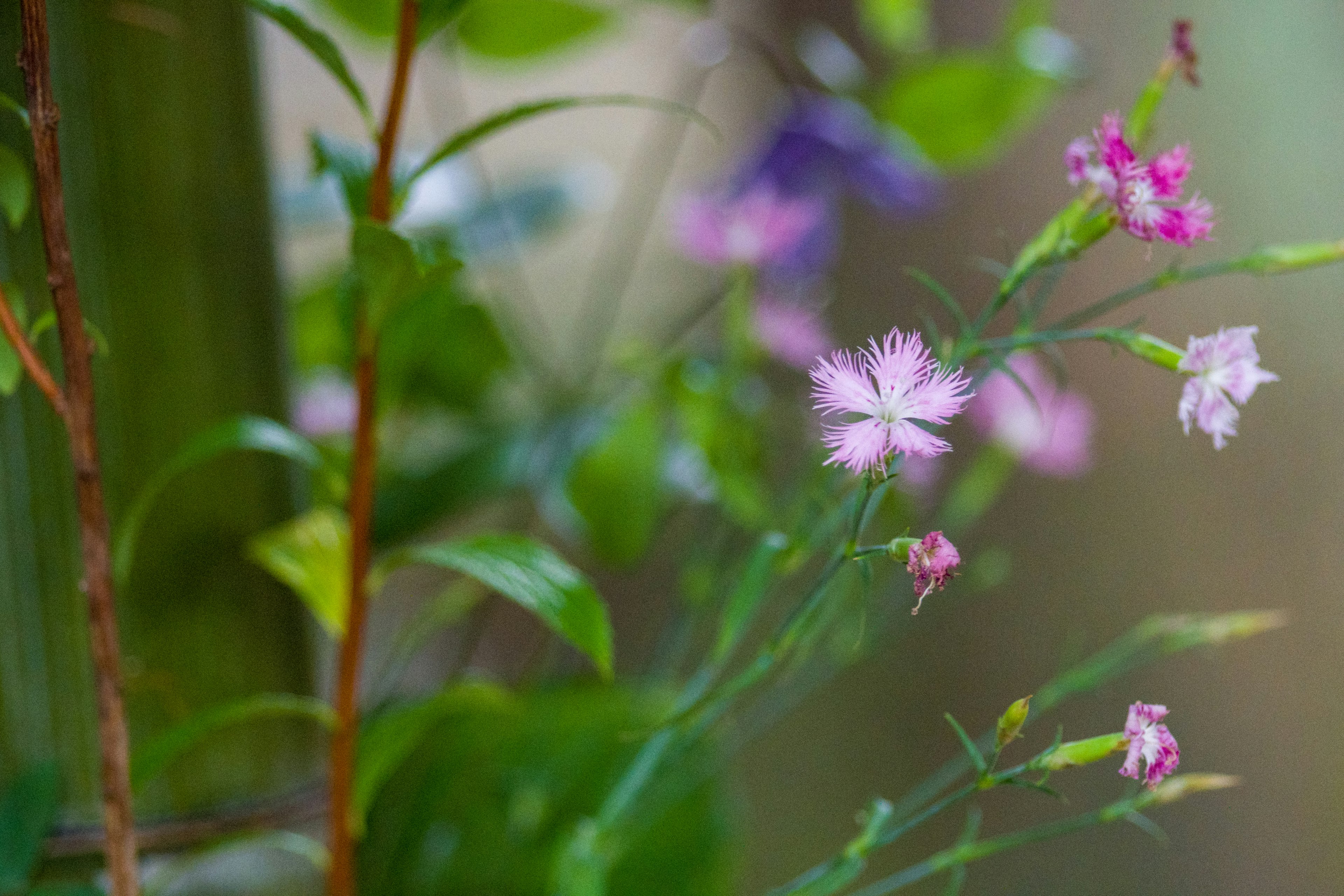 Primer plano de pequeñas flores coloridas que florecen en plantas verdes