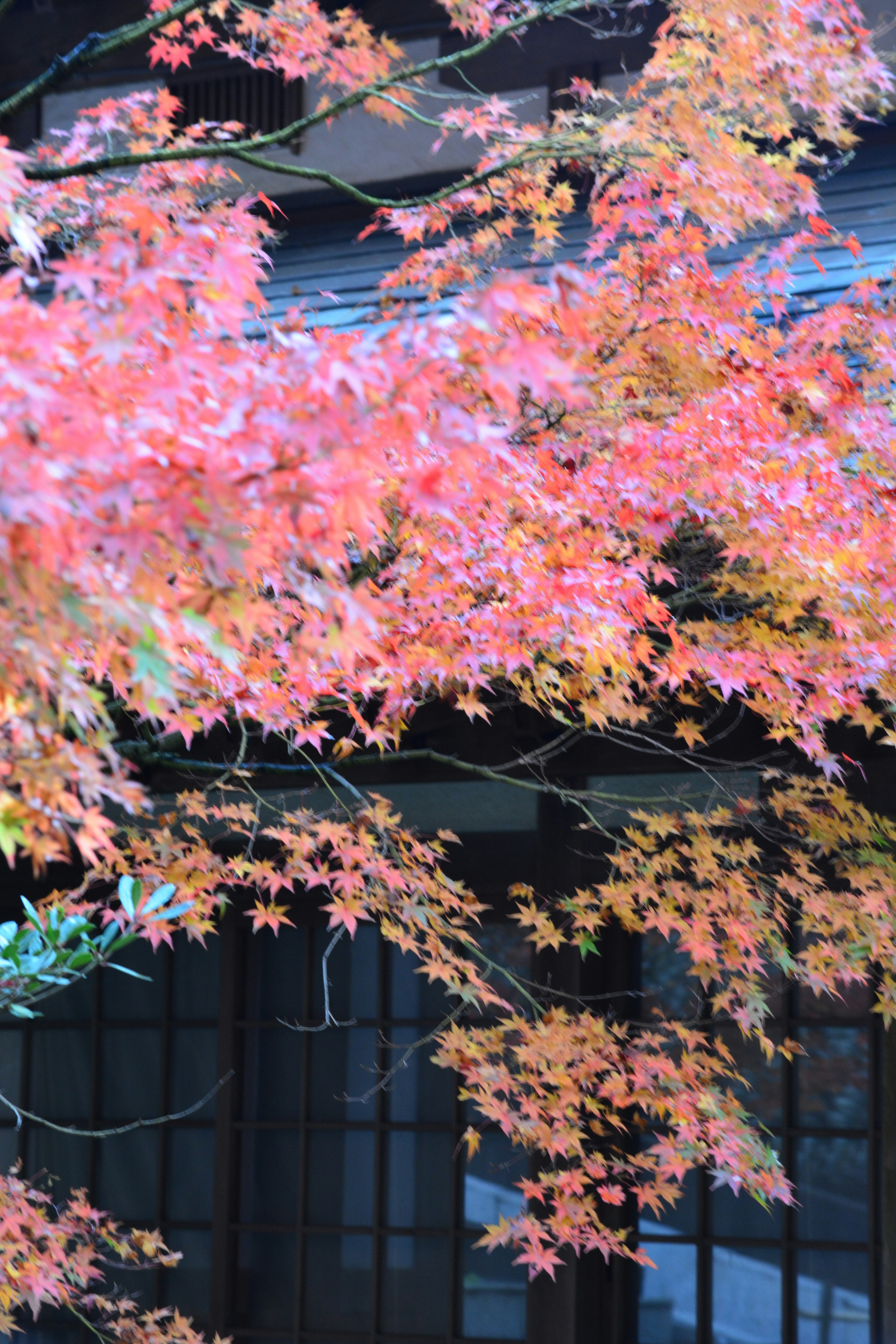 鮮やかな紅葉の葉が背景の建物に映える秋の景色