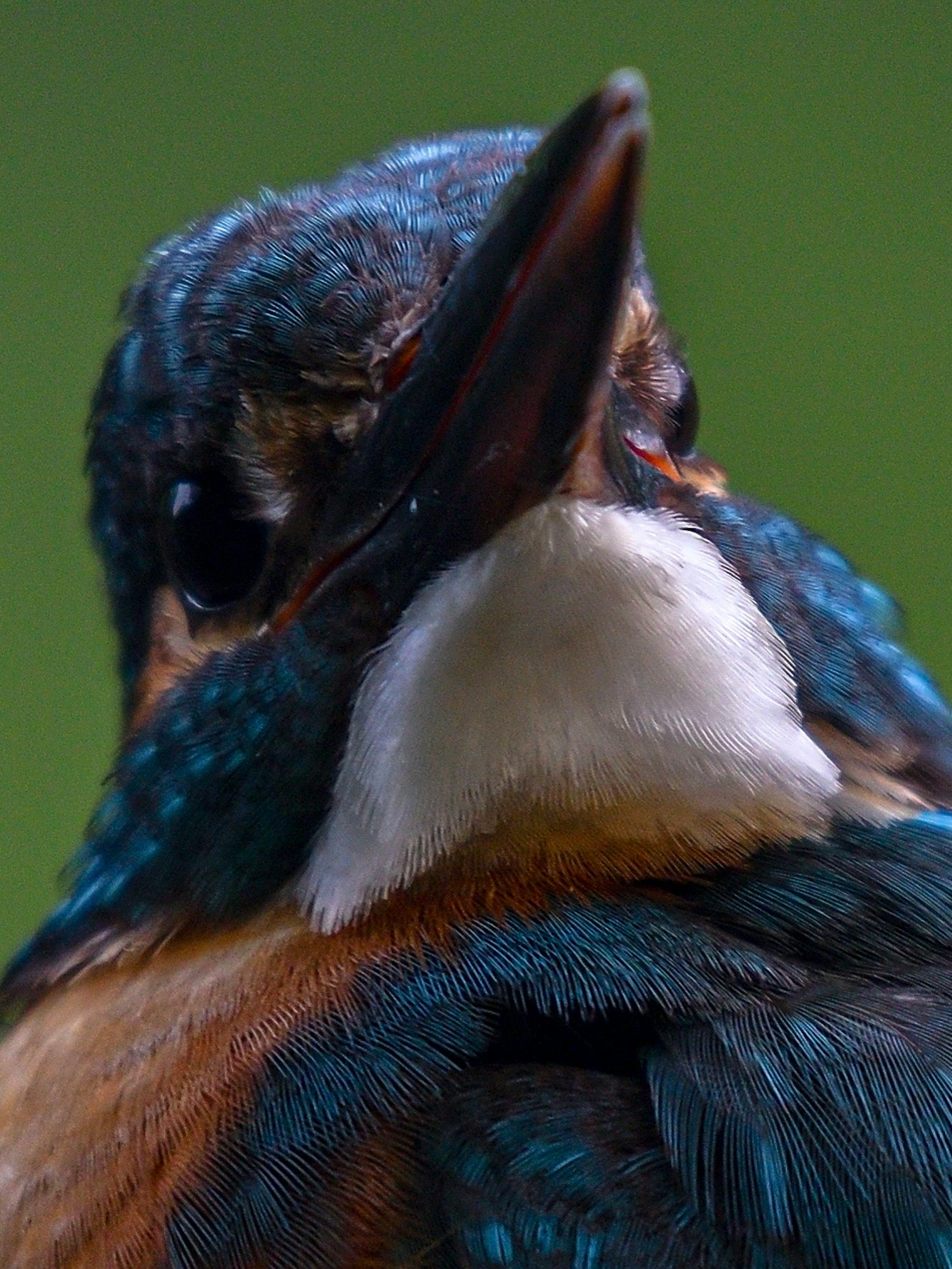 Imagen en primer plano de un martinete con plumas azules vibrantes