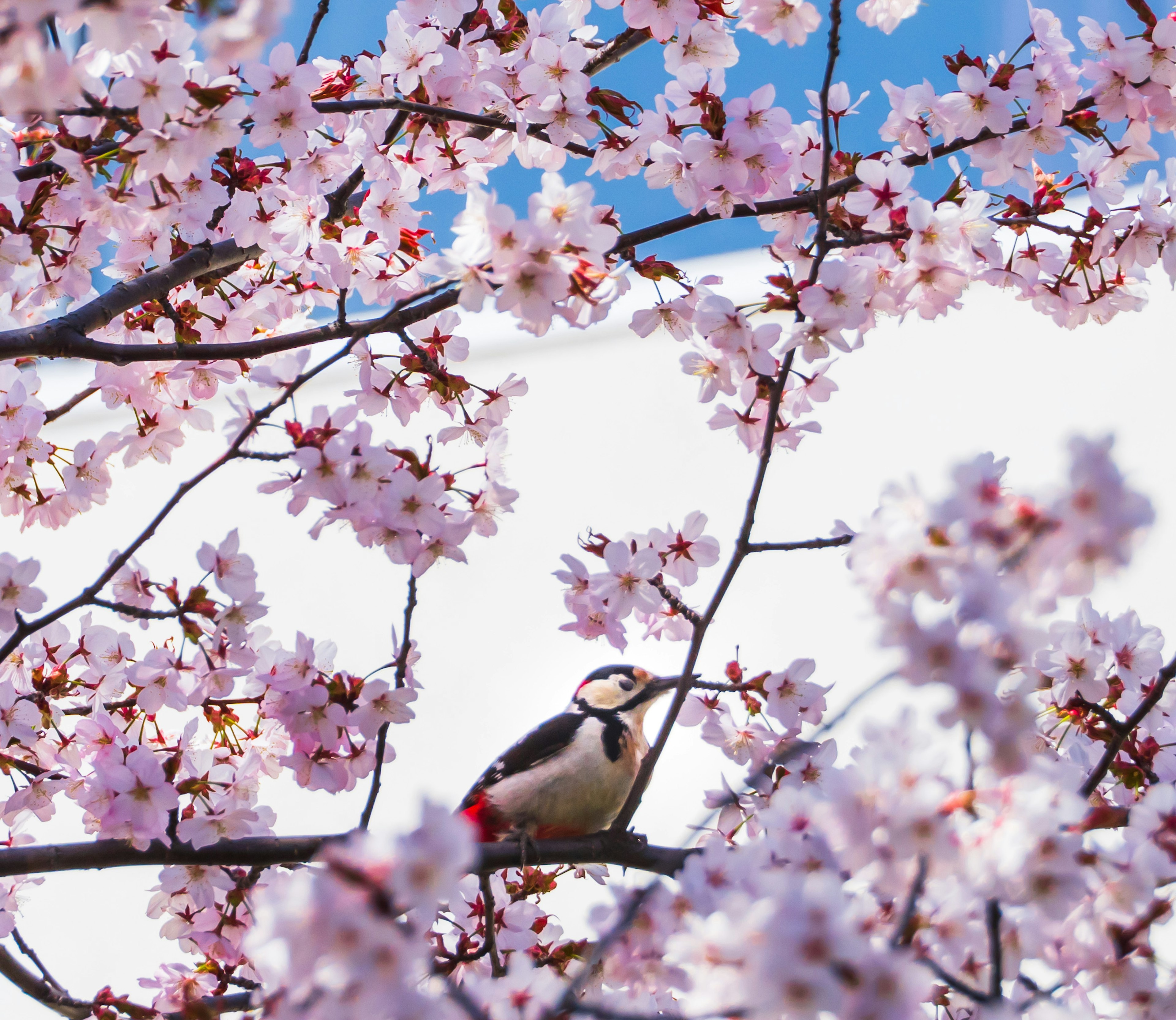 桜の花に囲まれた鳥が木の枝にとまっている