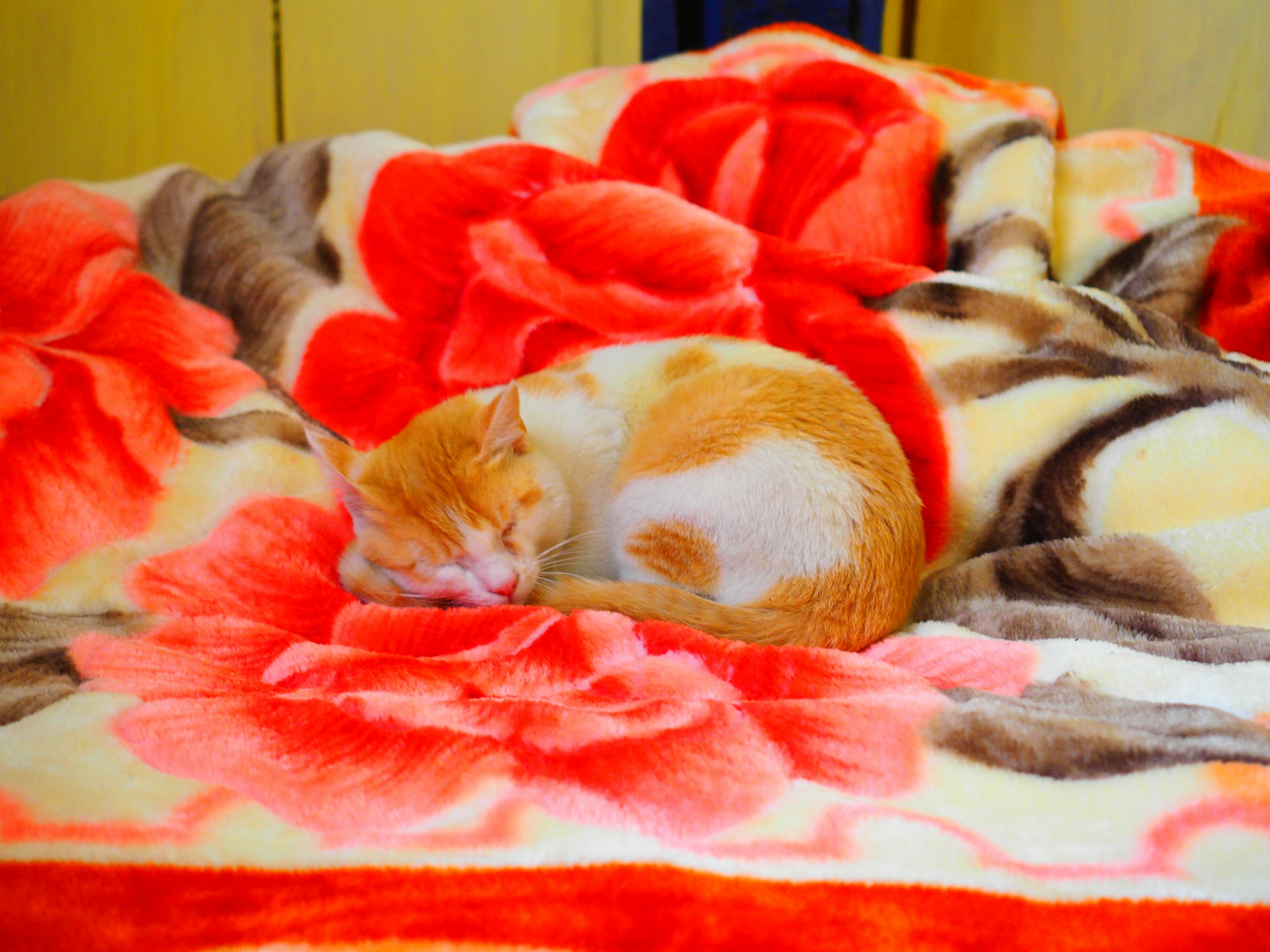 Orange cat sleeping on a red floral blanket