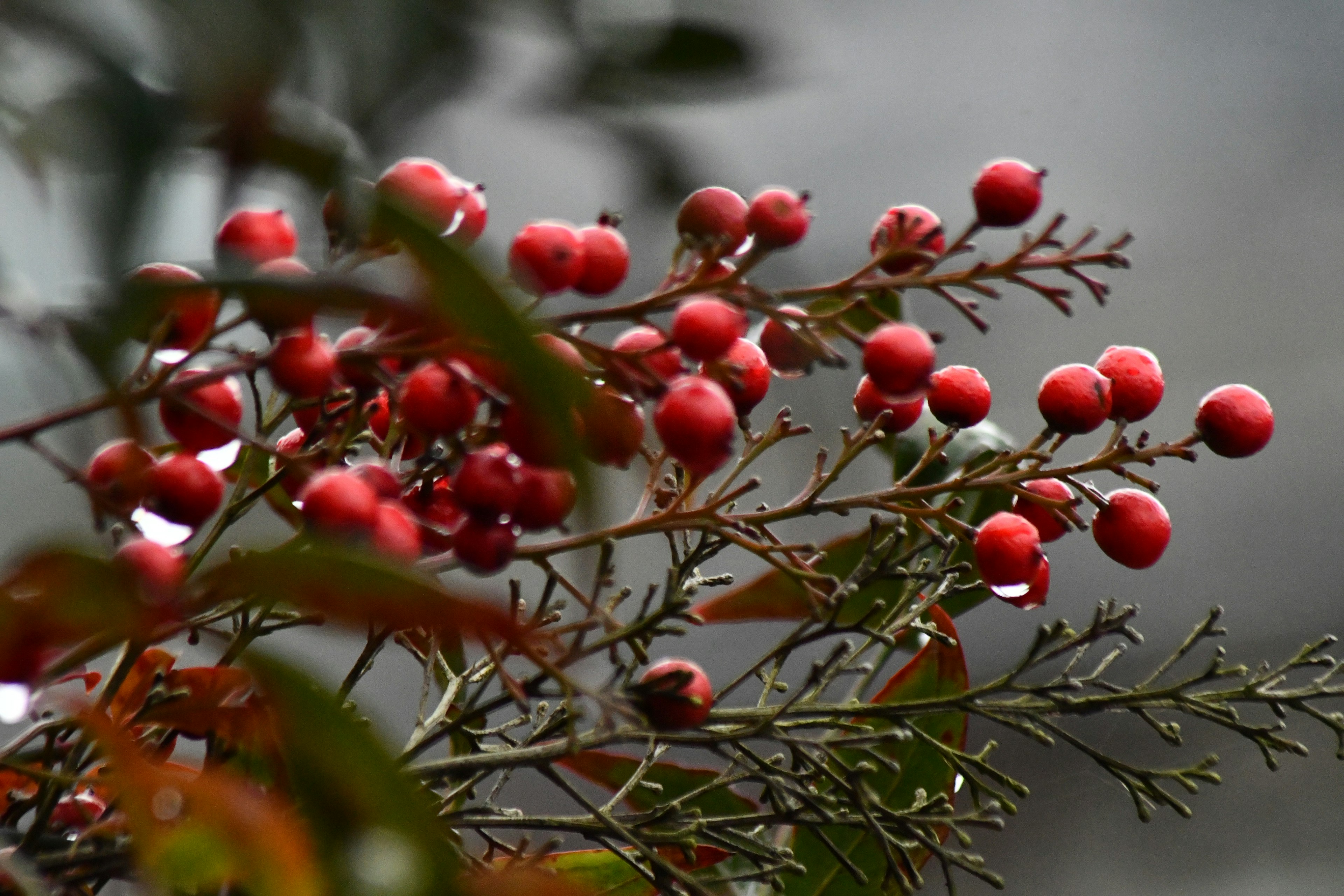 Ein Zweig mit leuchtend roten Beeren, die im Regen glänzen