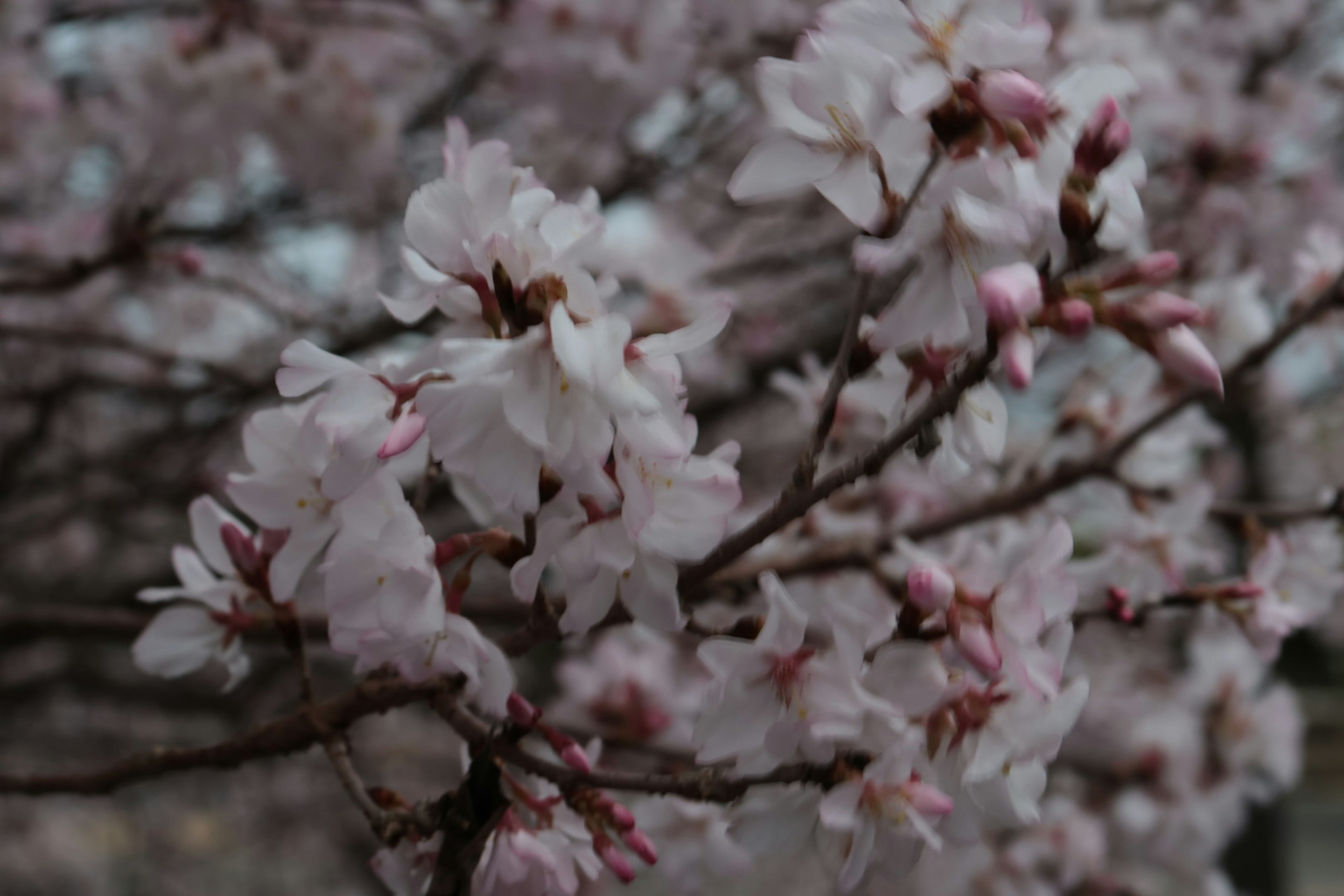 Kedekatan bunga sakura merah muda pucat di atas cabang