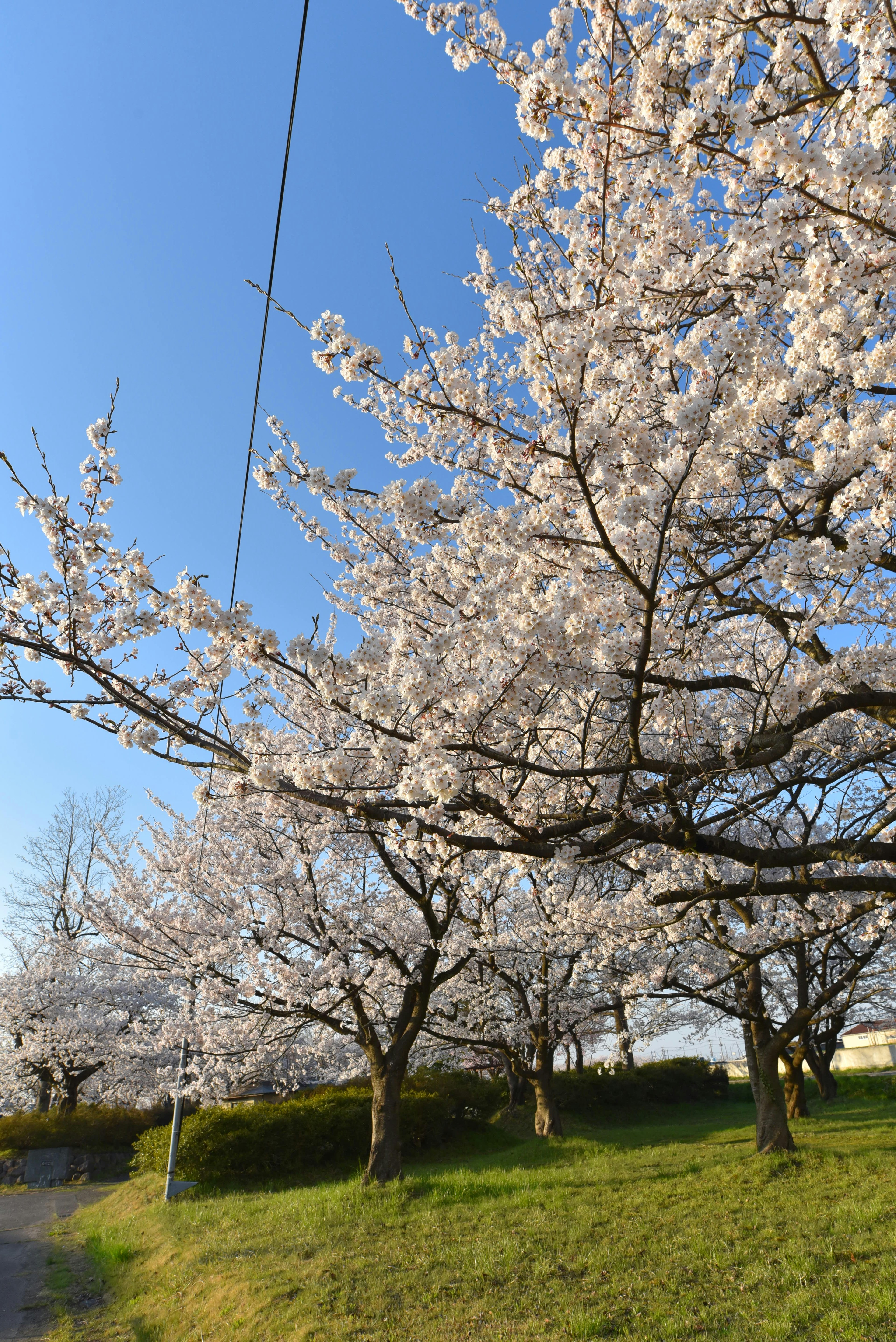 Árboles de cerezo en flor bajo un cielo azul con césped verde