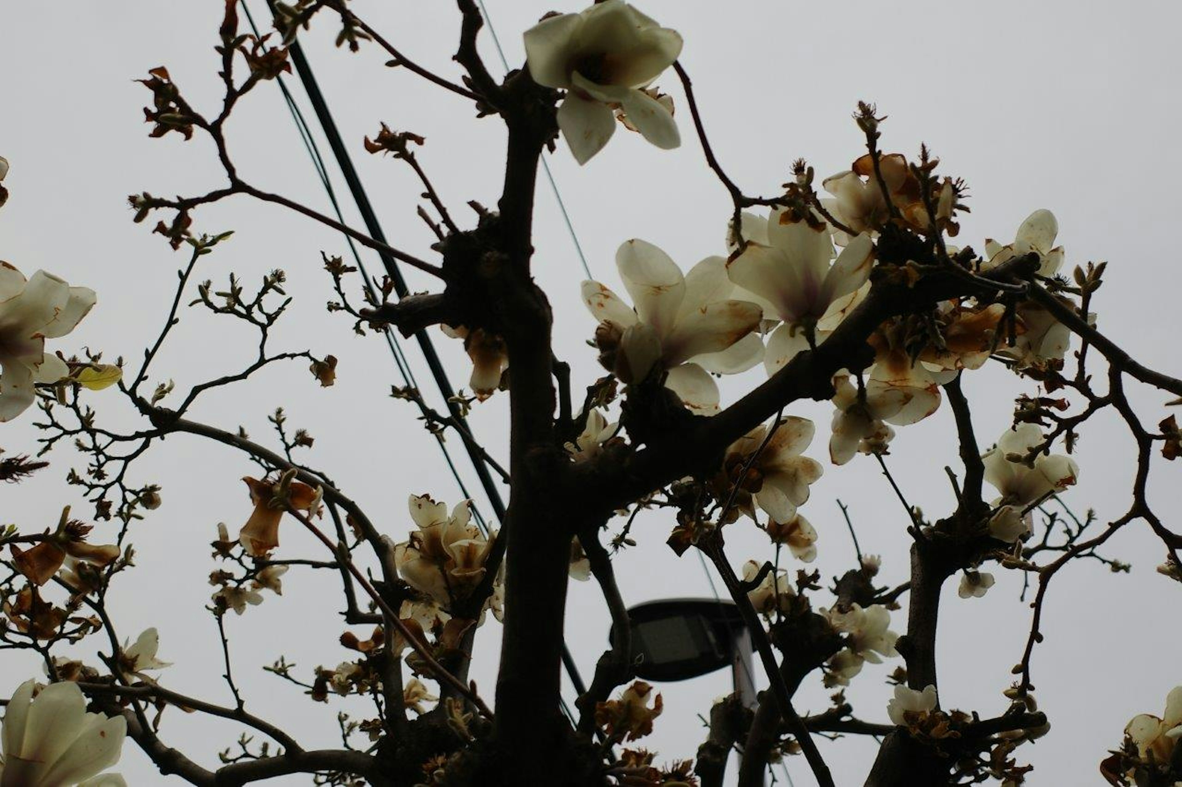 Branches d'un arbre avec des fleurs blanches sur fond de ciel nuageux