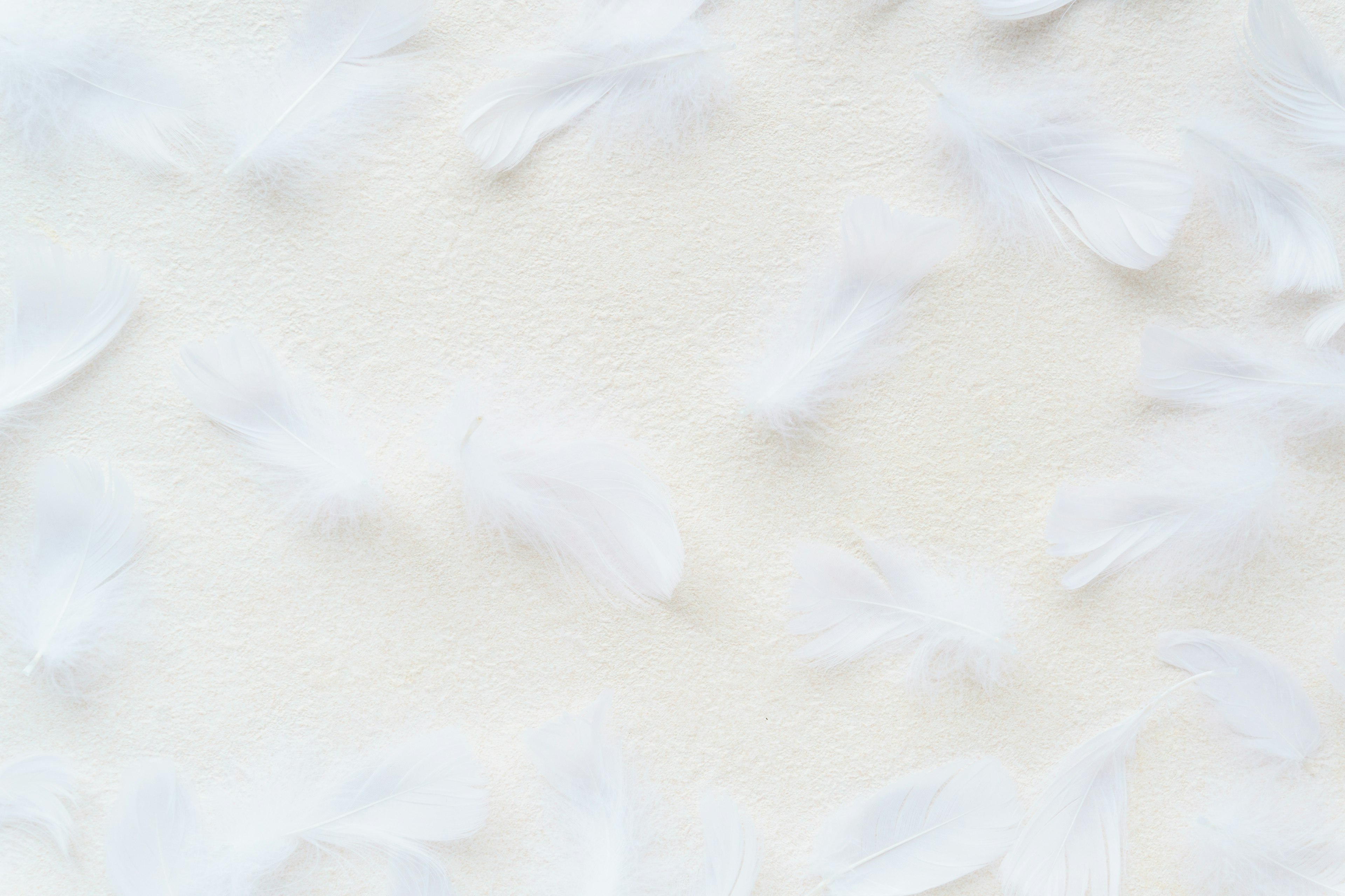 Soft background with scattered white feathers