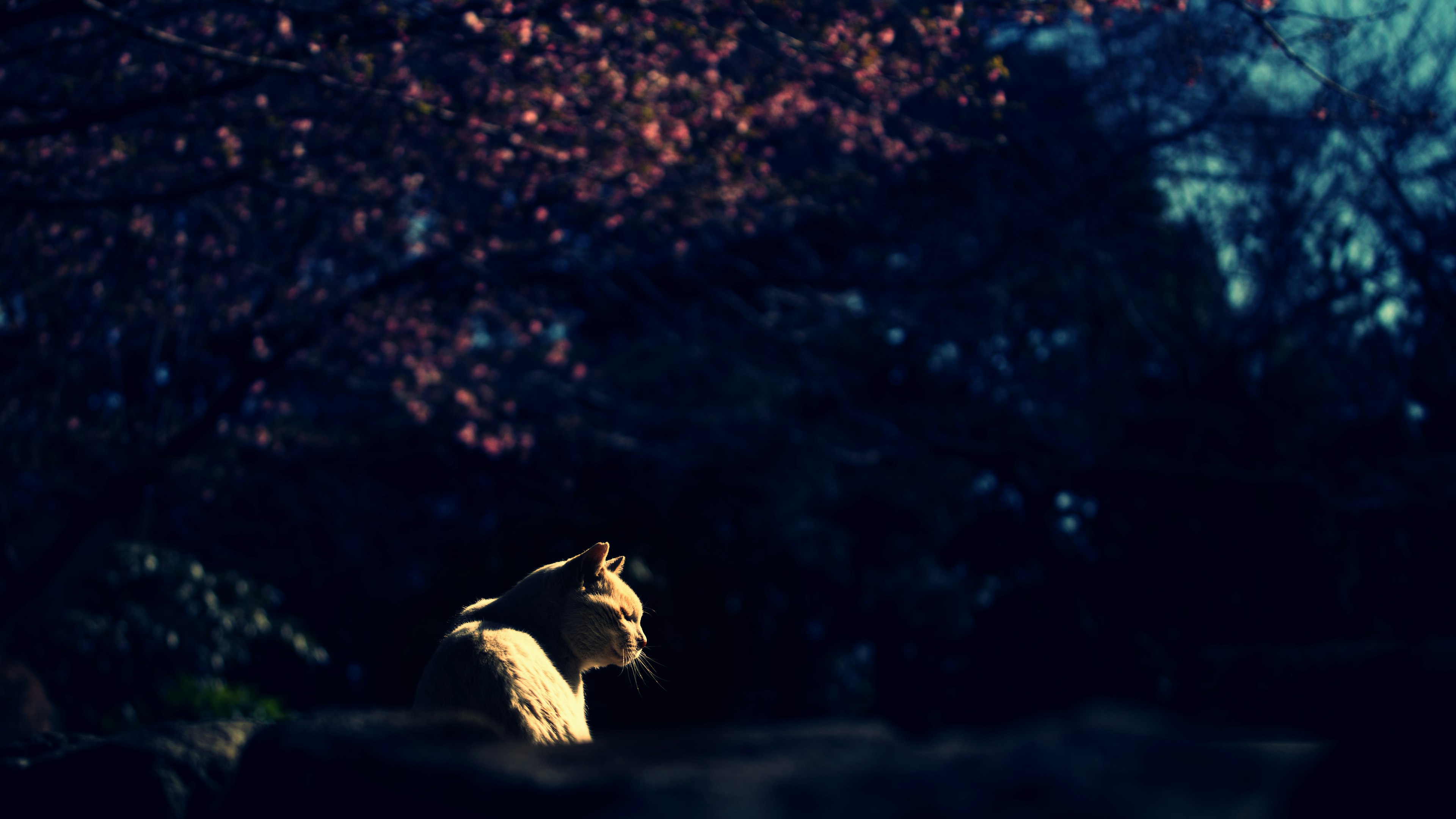 A white lion quietly standing against a dark background