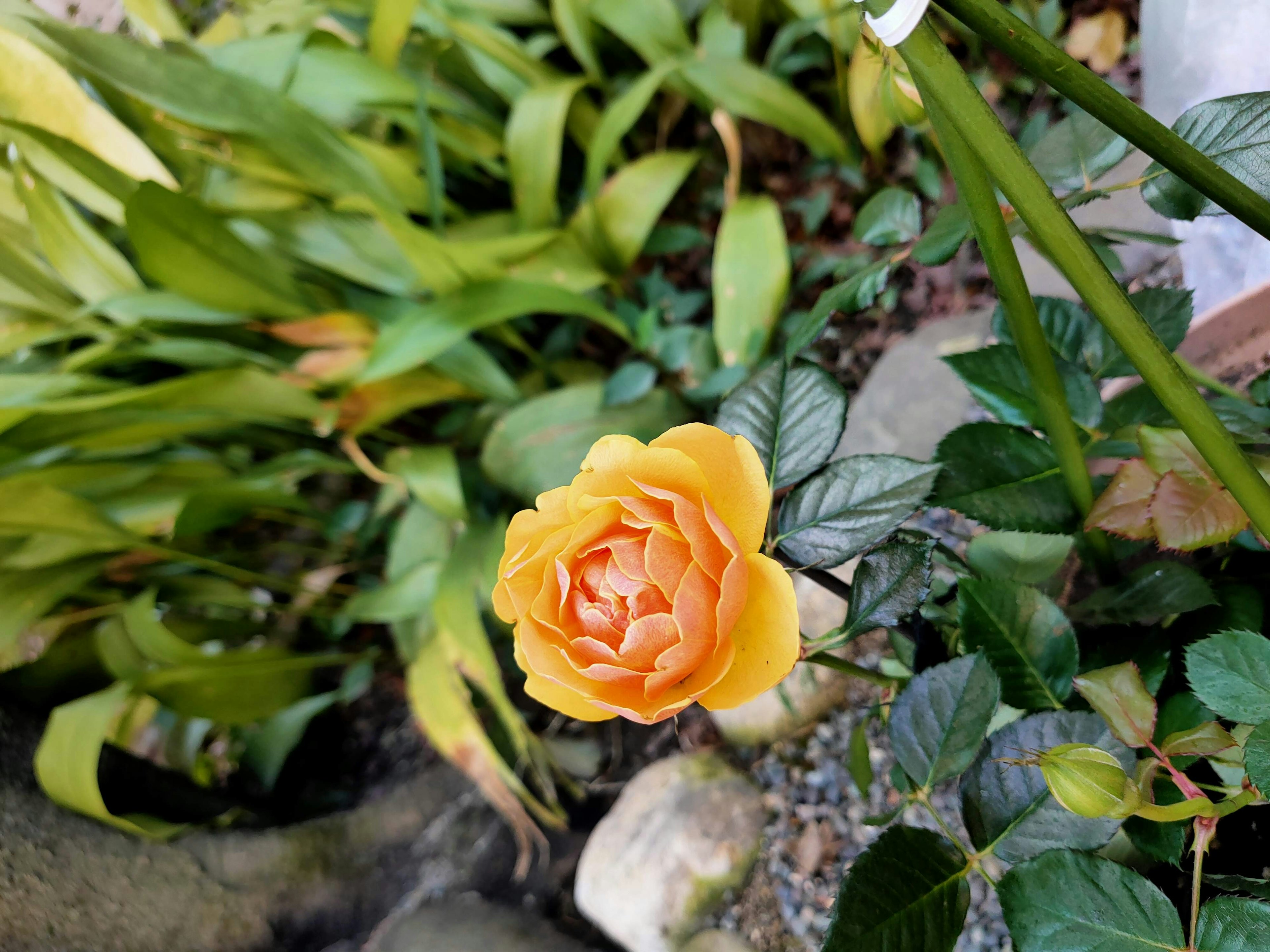 Bella rosa arancione circondata da foglie verdi in un giardino