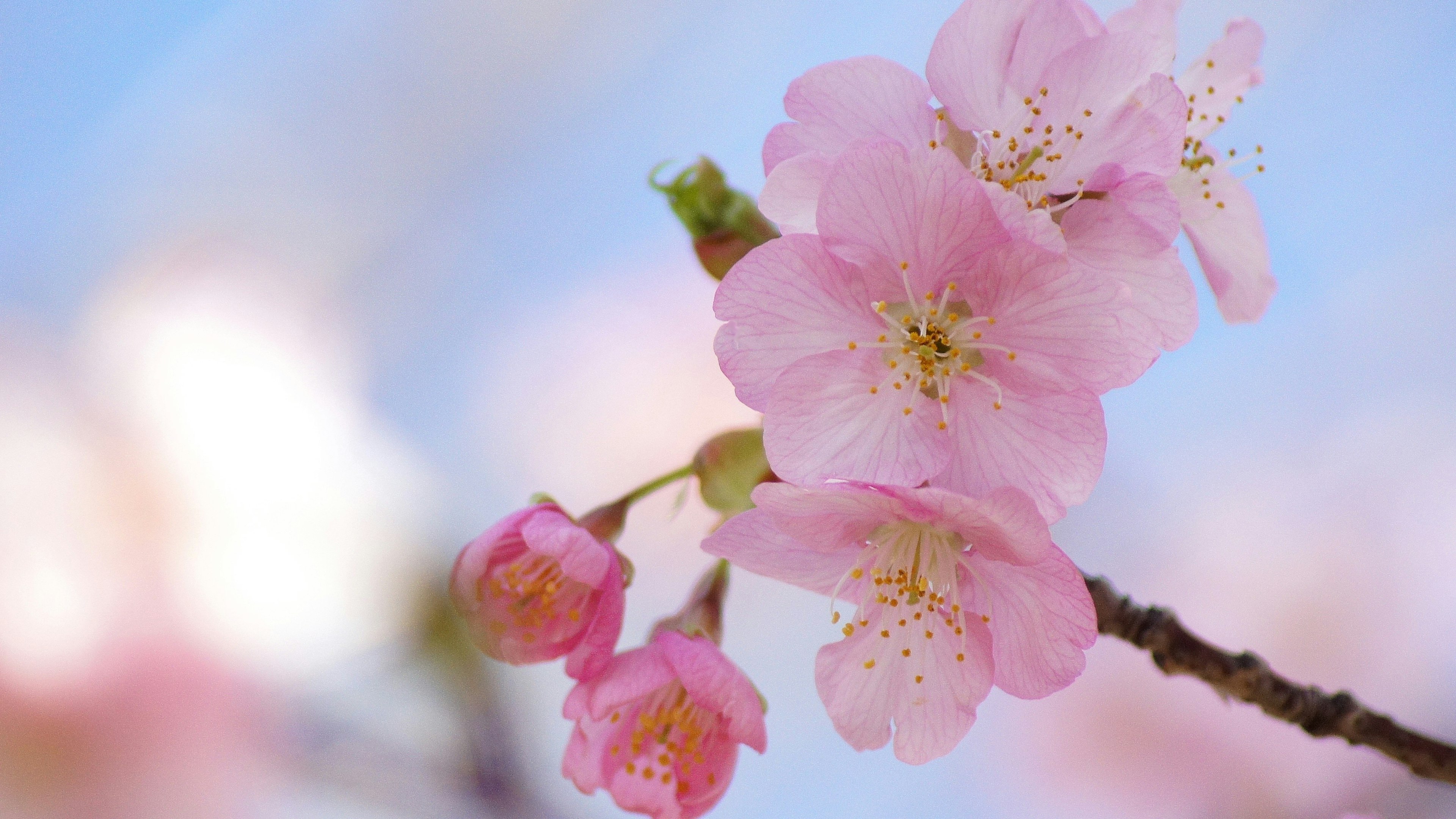 Kedekatan bunga sakura di cabang dengan latar belakang langit biru dan kelopak merah muda lembut