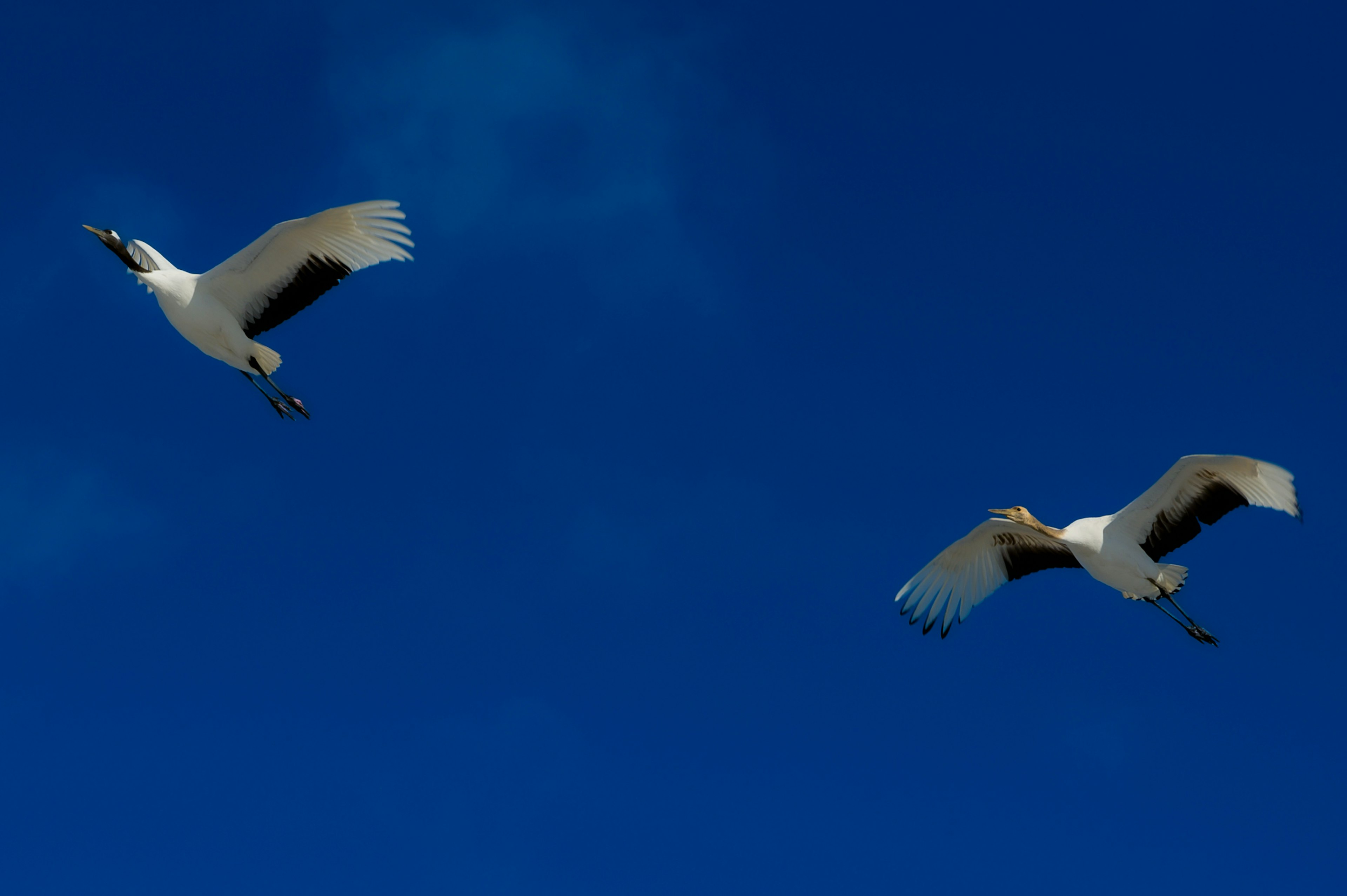 青空を背景に飛ぶ二羽の白い鳥