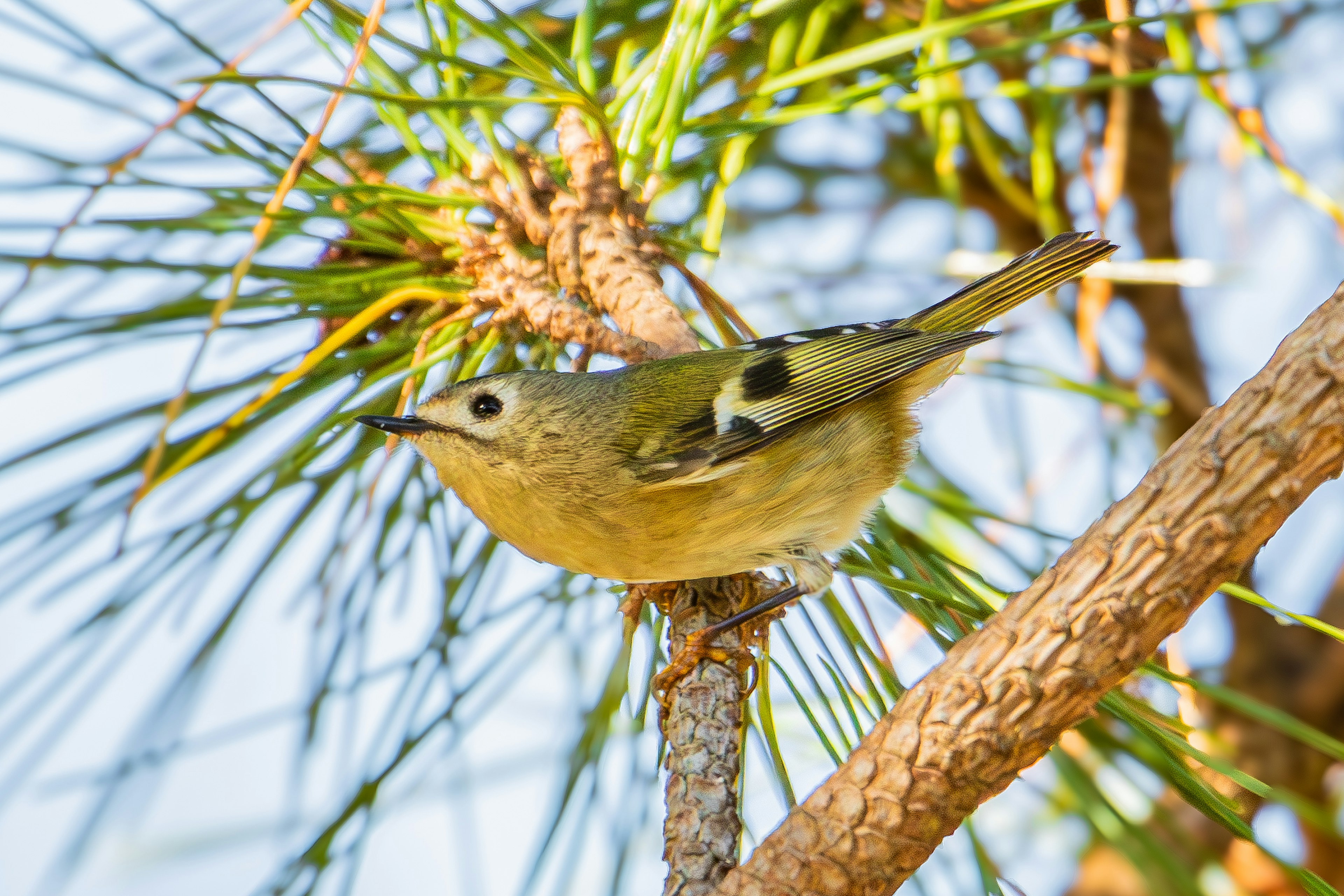 小さな鳥が松の木の枝に止まっている