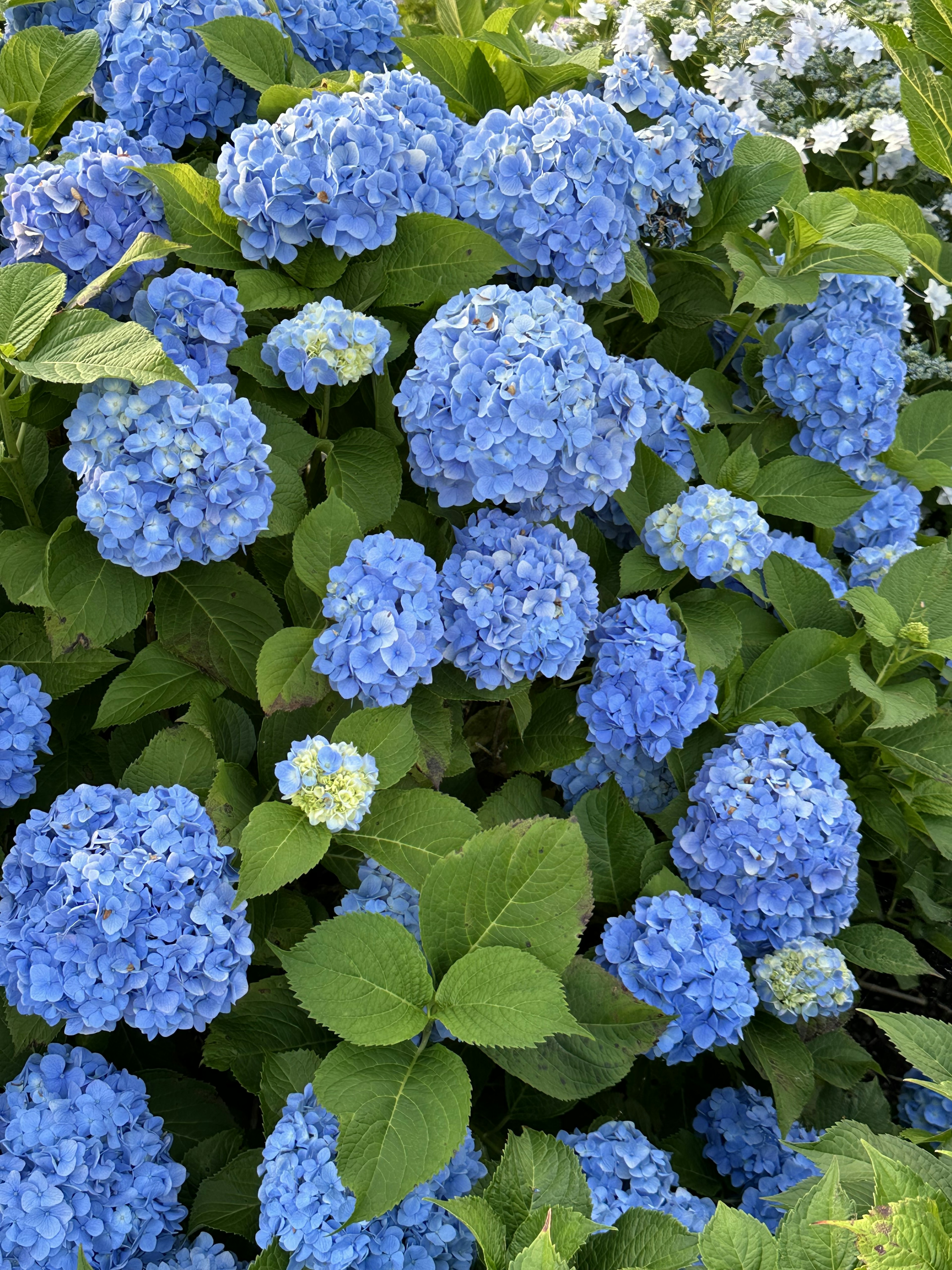 Hortensienblüten in lebhaften Blautönen umgeben von grünen Blättern