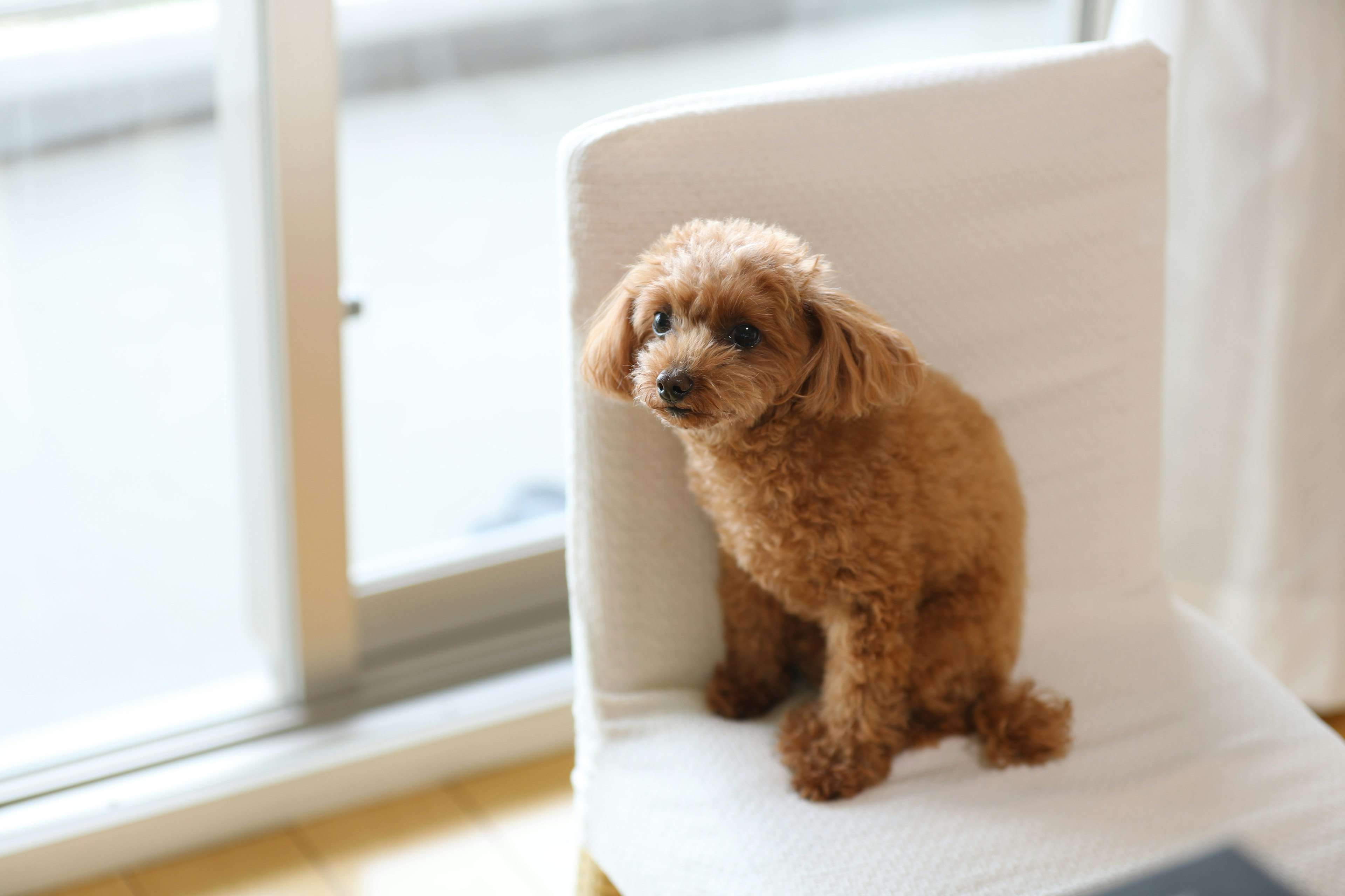 Anjing coklat duduk di kursi dekat jendela