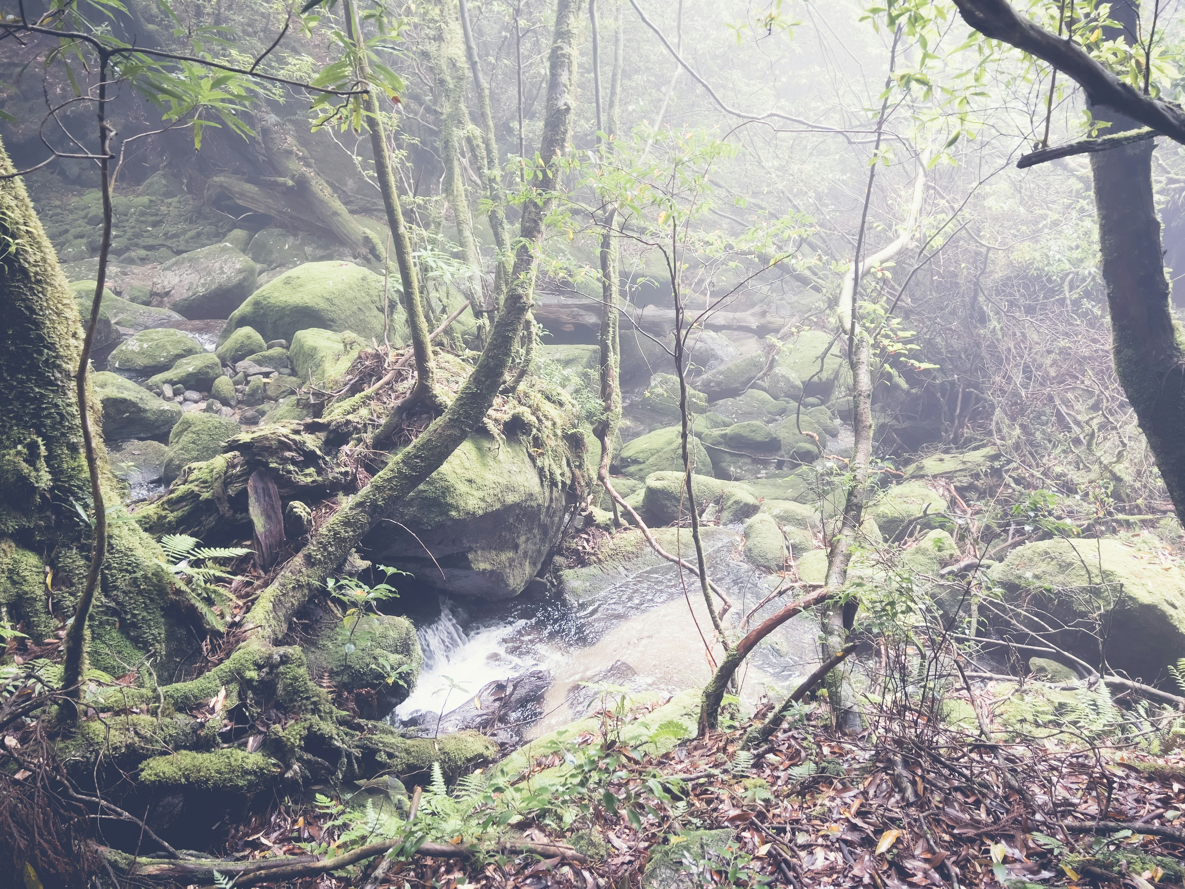 Un bosque brumoso con un arroyo y rocas cubiertas de musgo