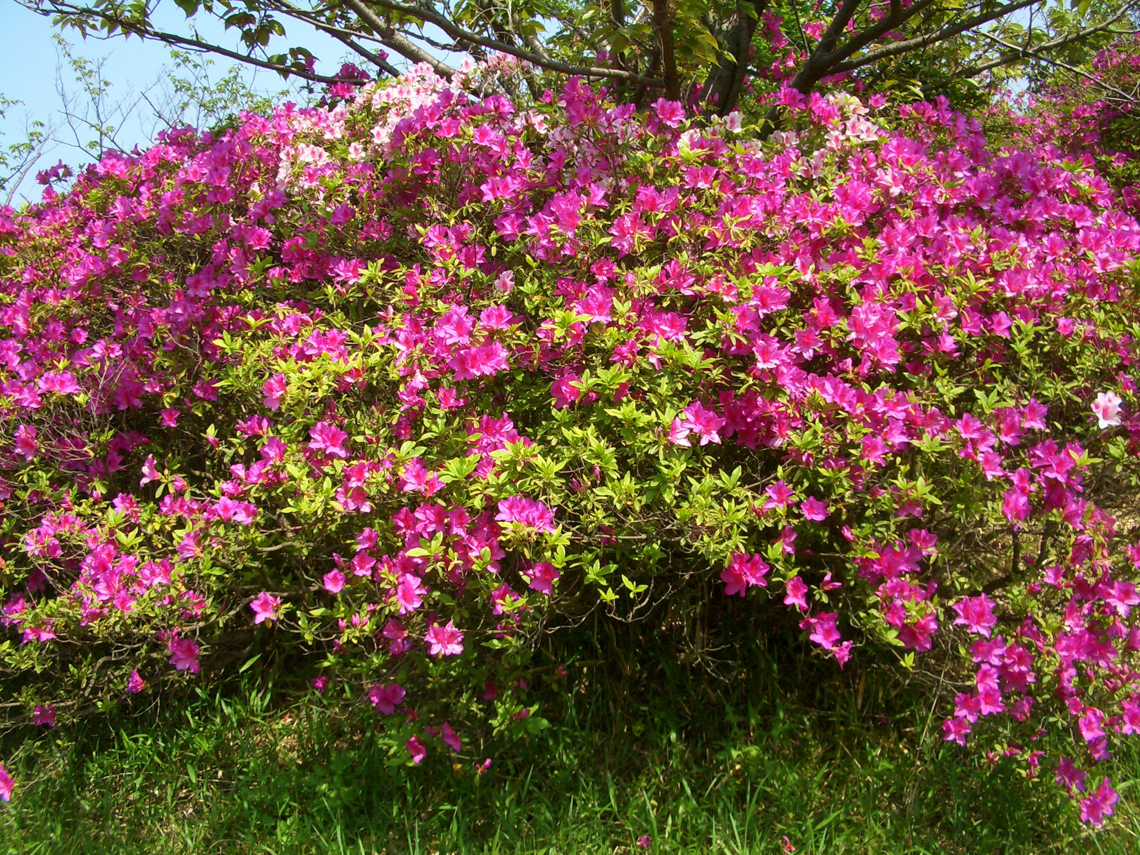 Vibrant pink bougainvillea bush with green leaves