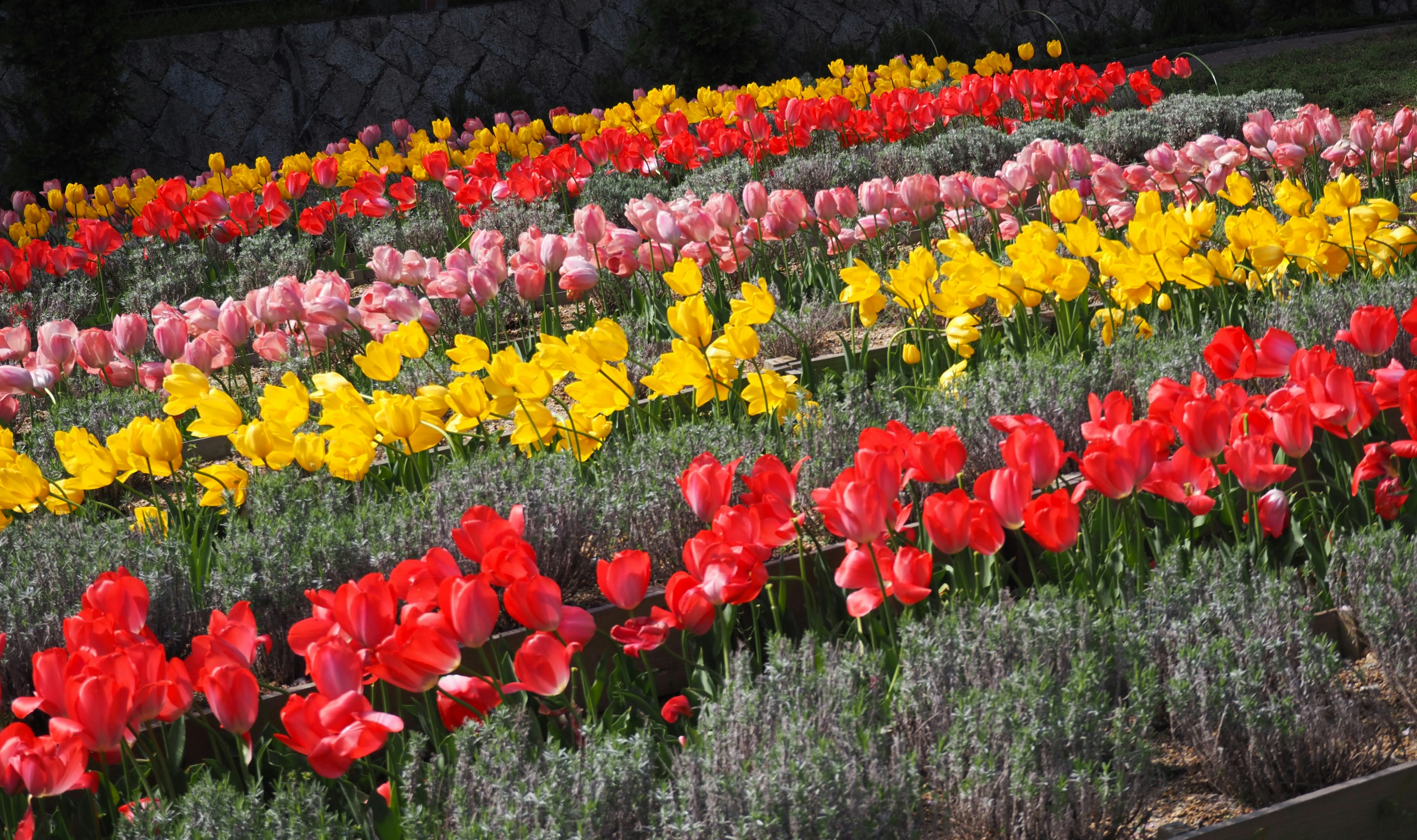 Colorful tulips arranged in a flower bed