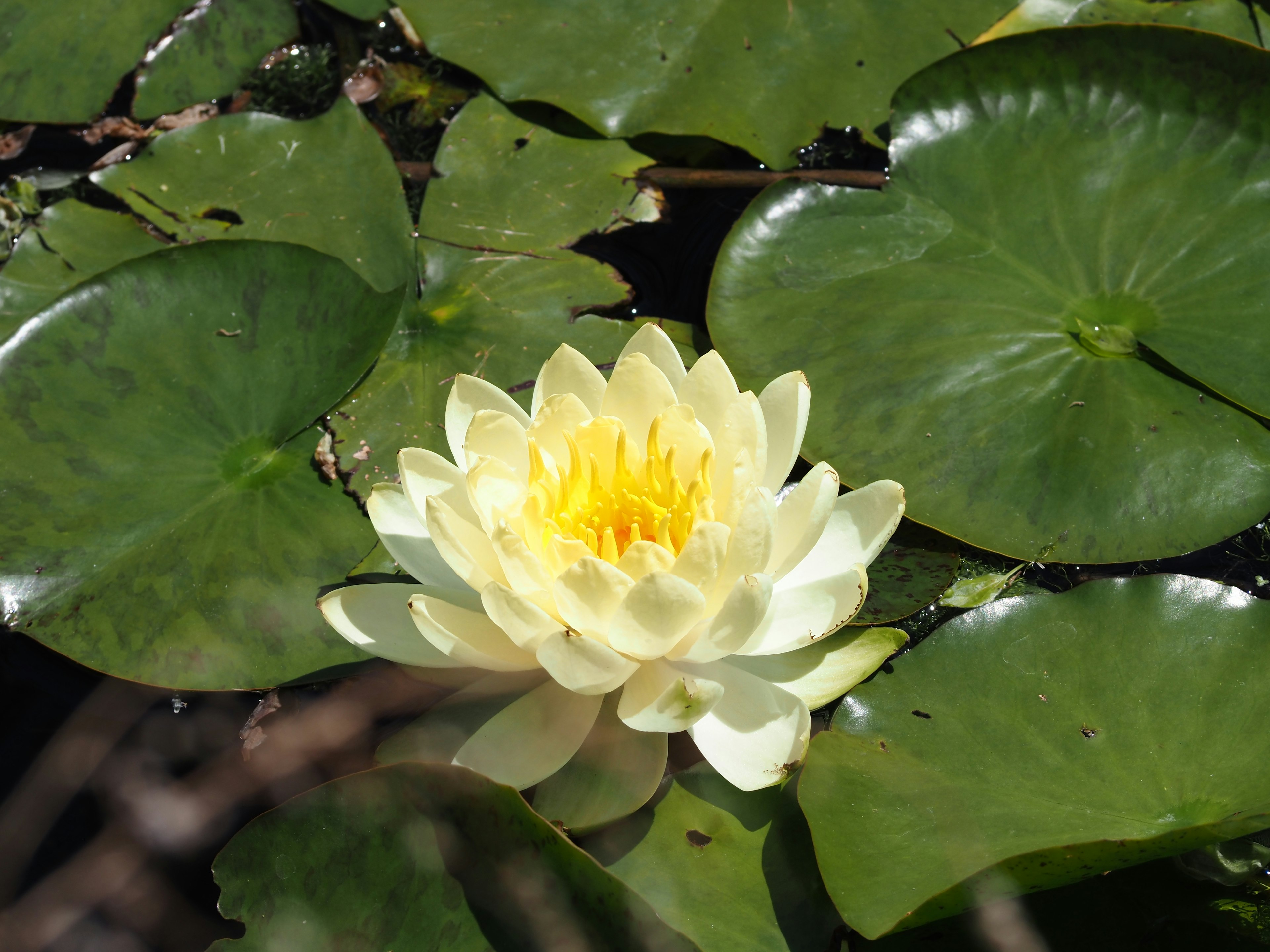 Nénuphar jaune clair fleurissant à la surface de l'eau avec des feuilles vertes