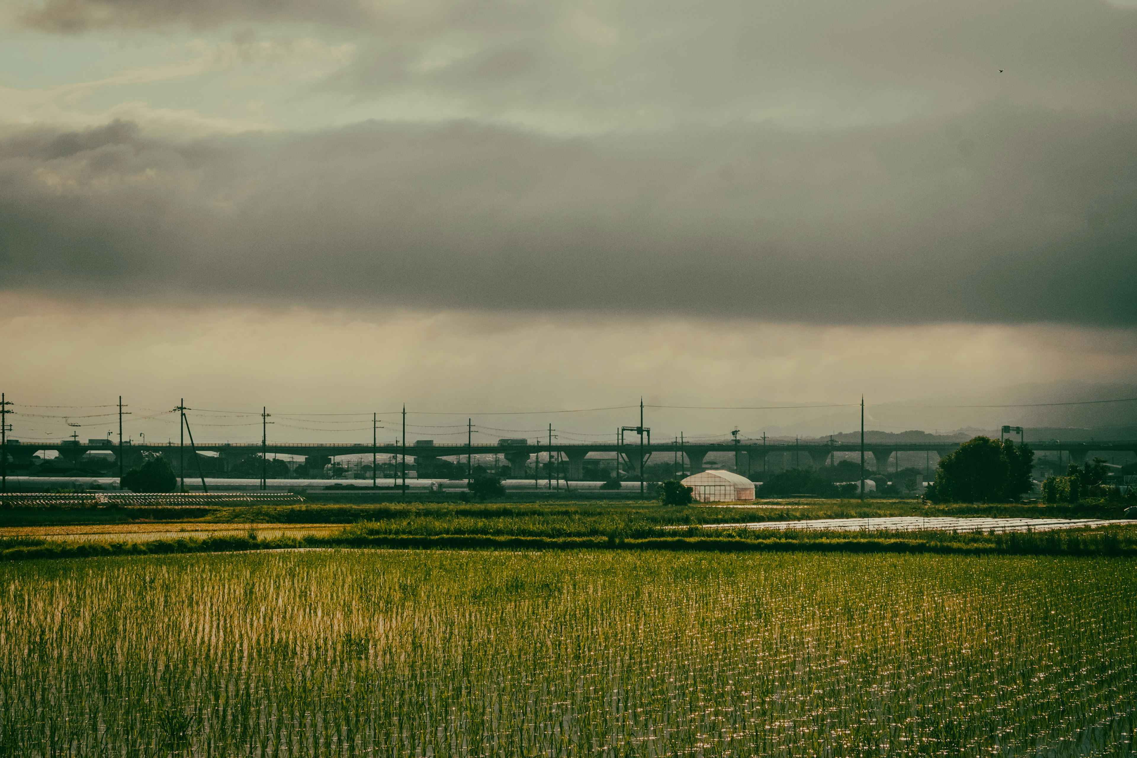 緑の田んぼと暗い雲のある風景 遠くに家と電柱が見える