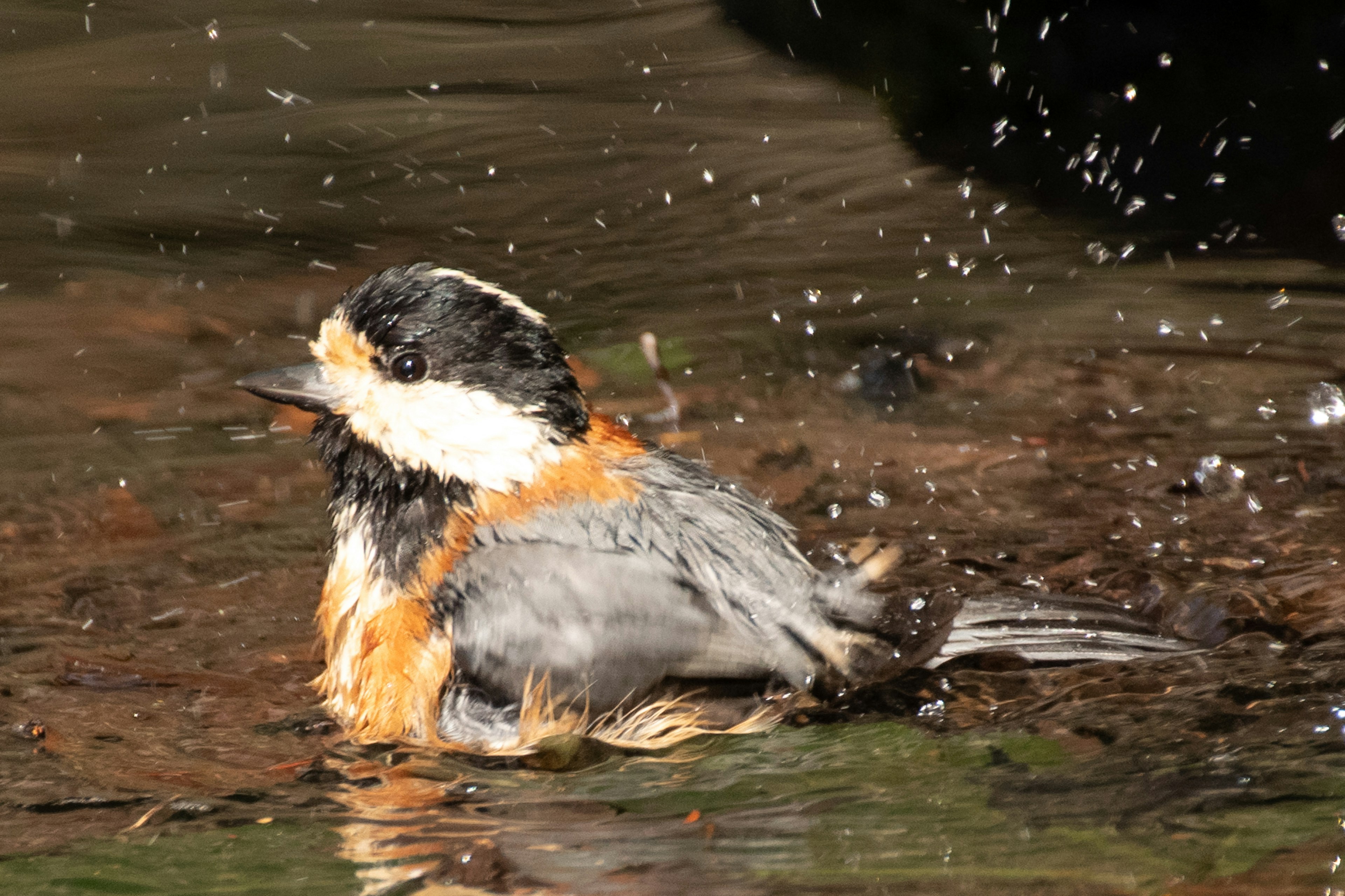 Seekor burung kecil sedang mandi dengan warna cerah dan detail bulu