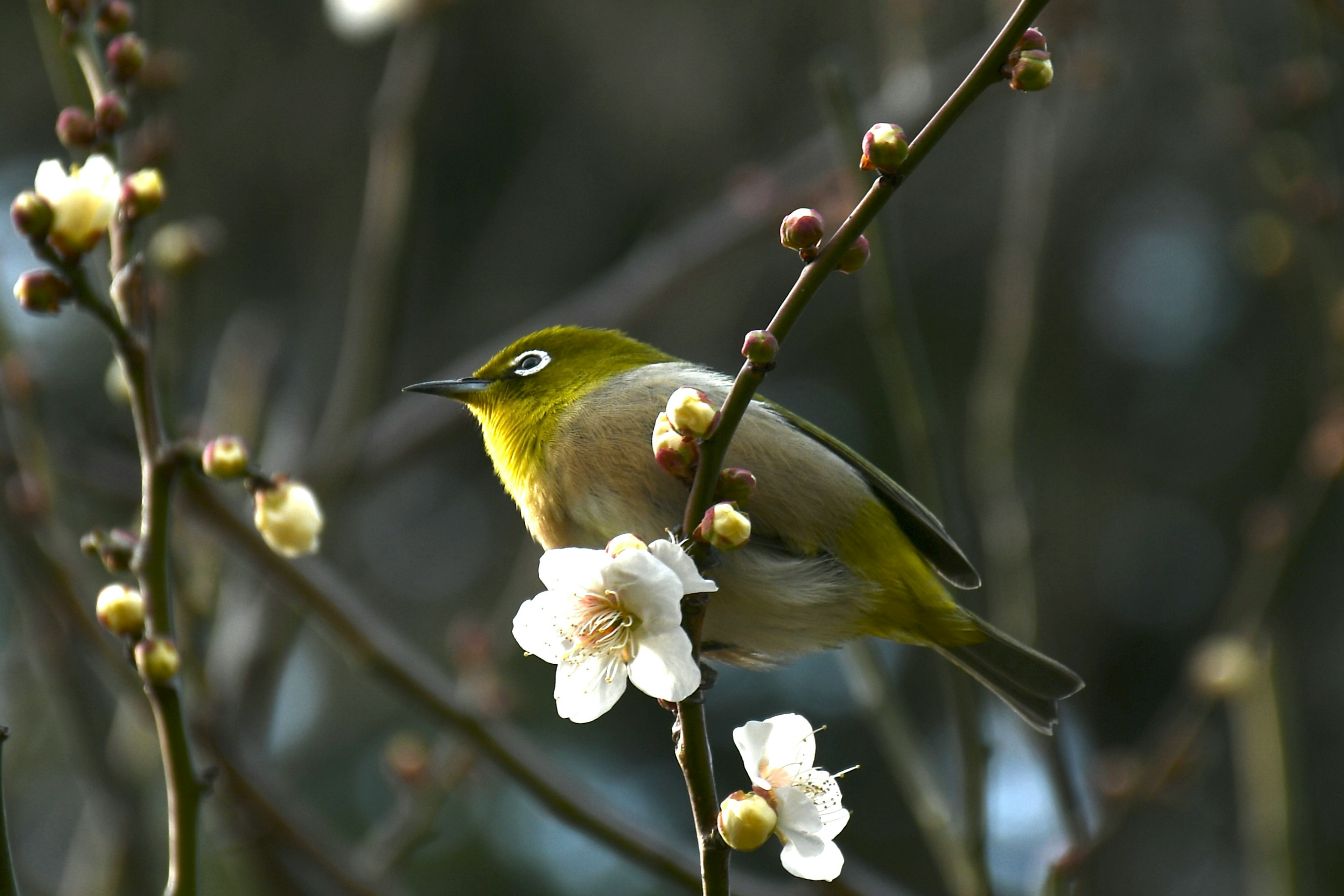 Pájaro Mejiro posado en una rama de flor de ciruelo