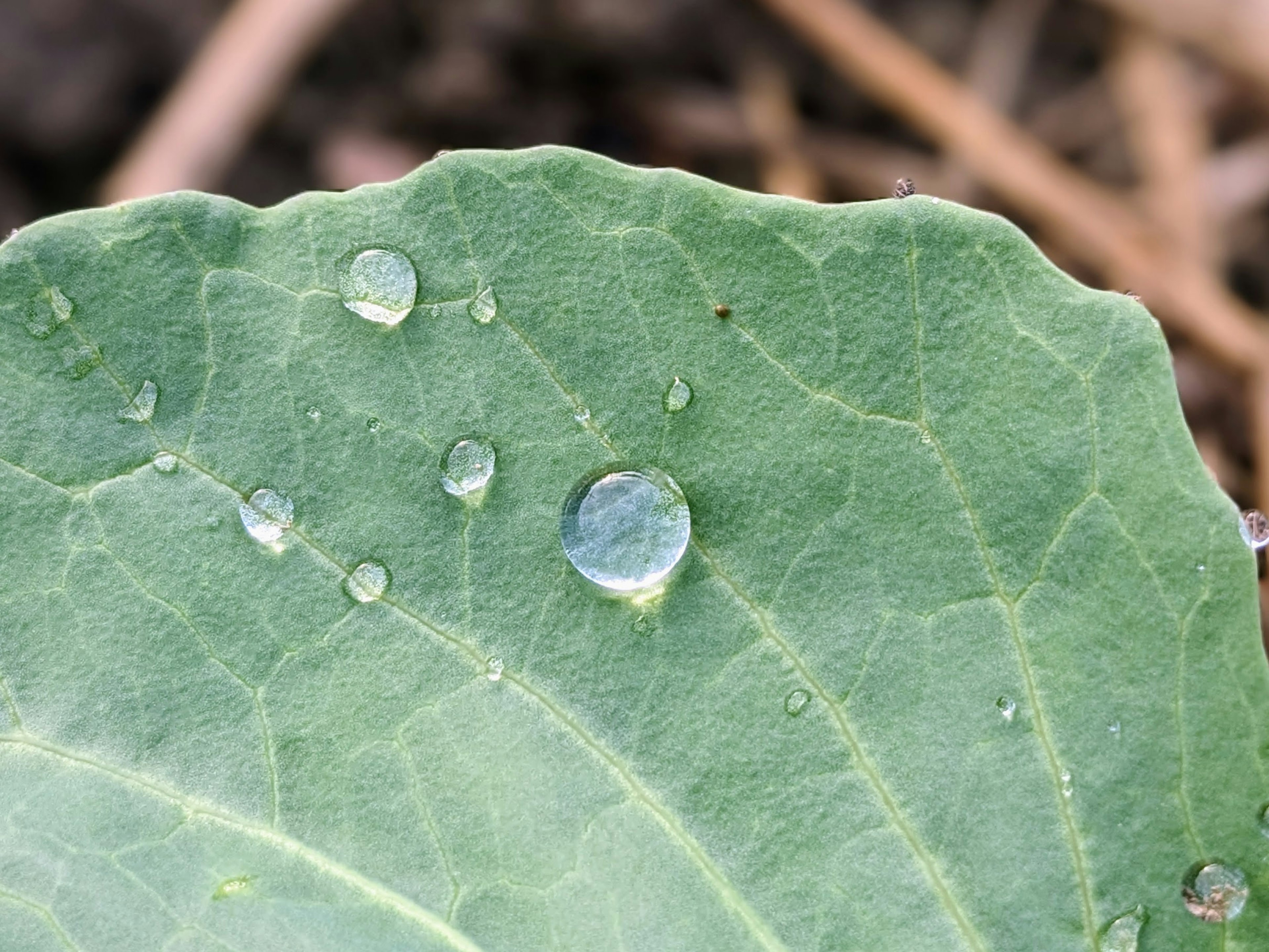 Primo piano di una foglia verde con gocce d'acqua