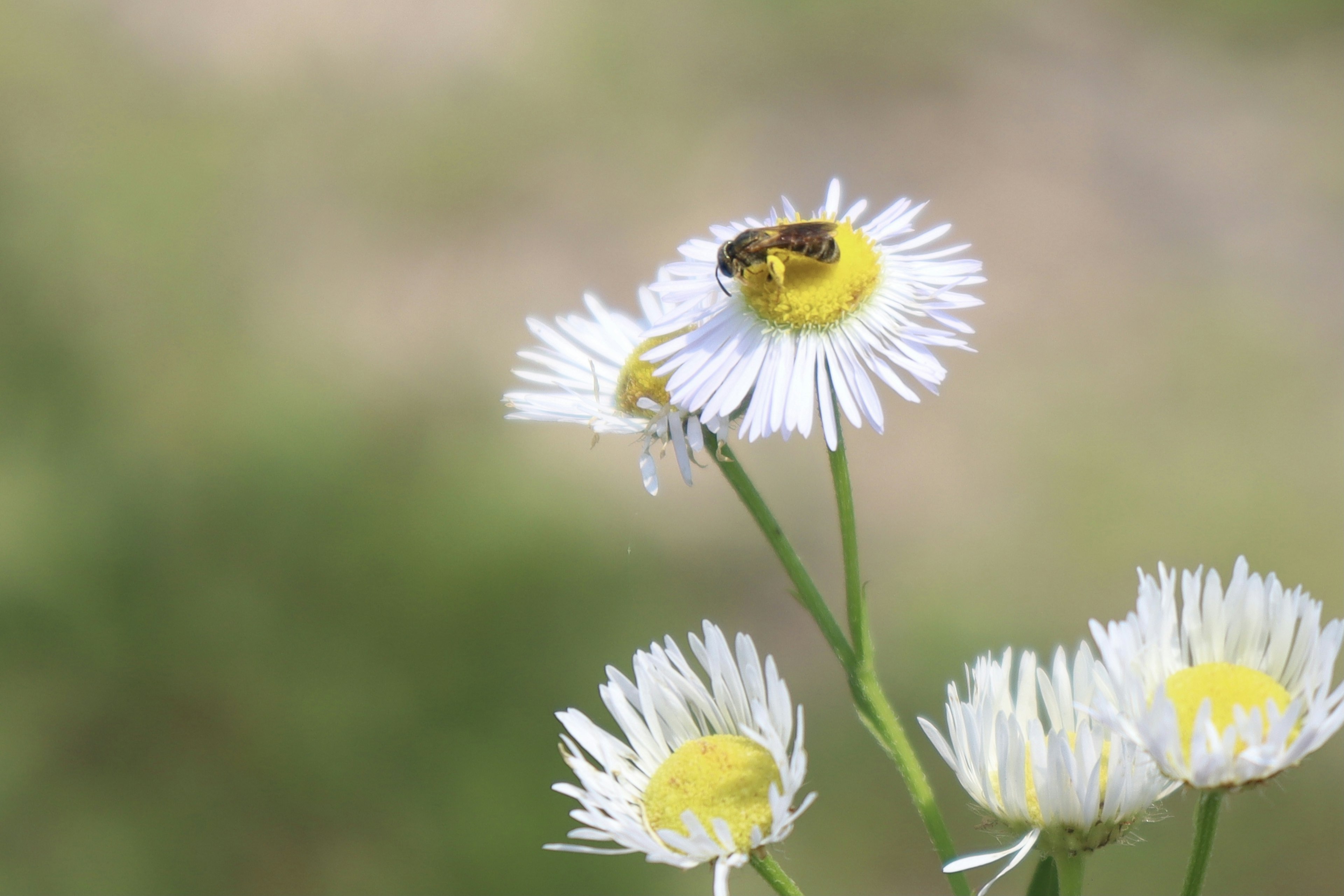 Una abeja posada sobre margaritas blancas con centros amarillos