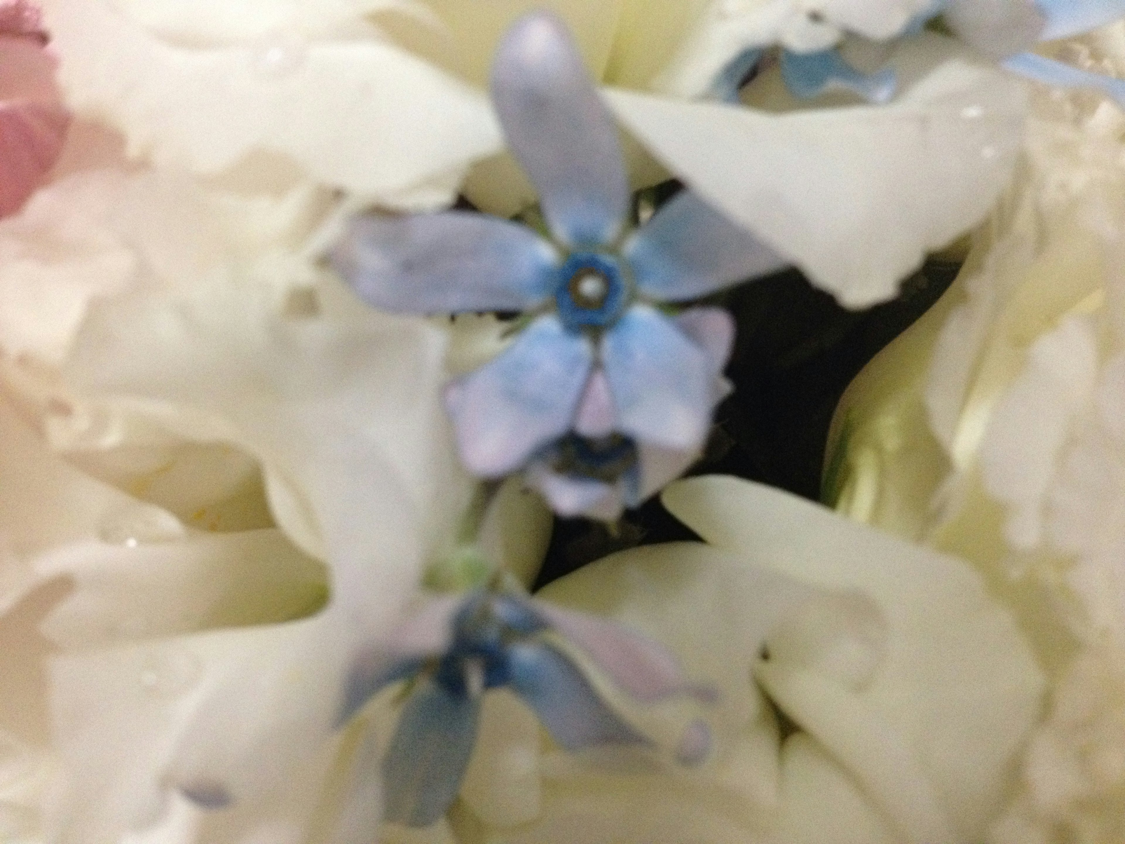 A close-up of white flowers featuring a small blue flower