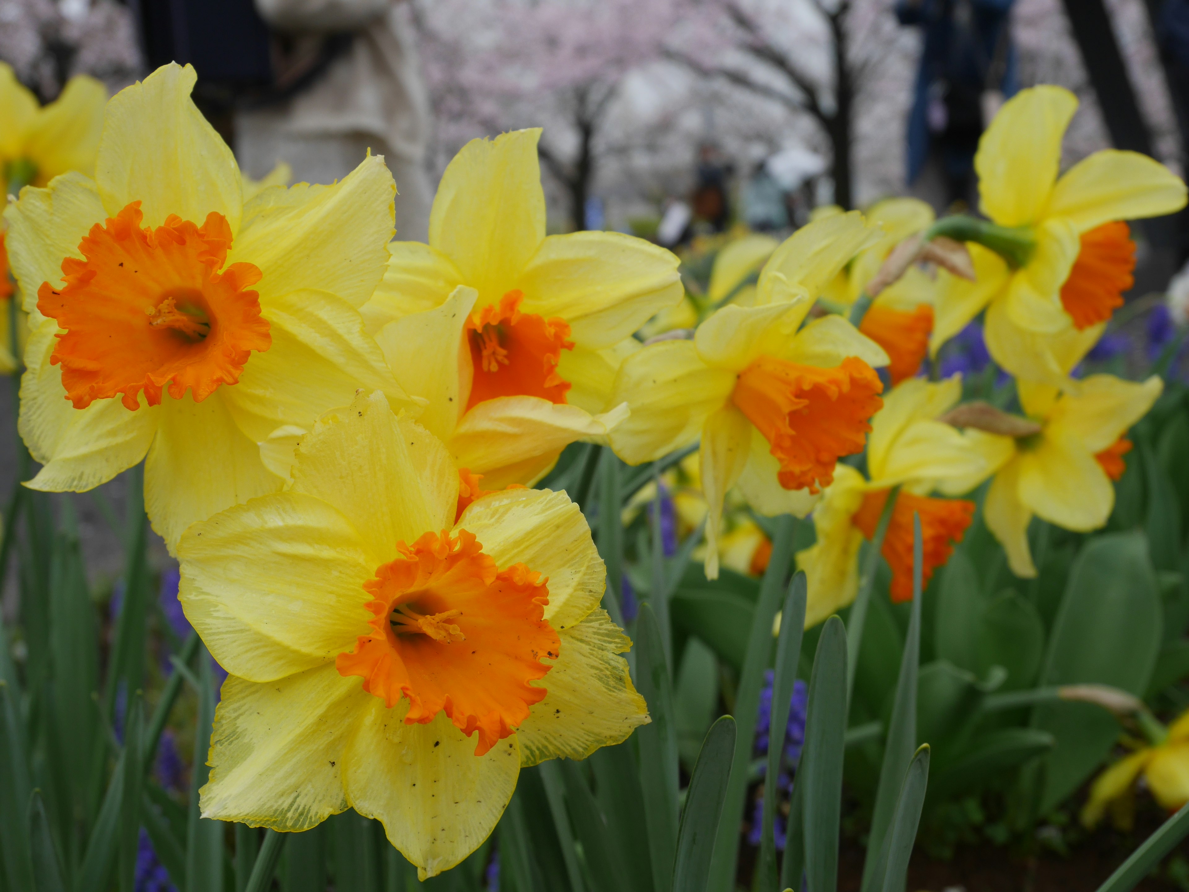 Vibranti narcisi gialli e arancioni che fioriscono in un giardino