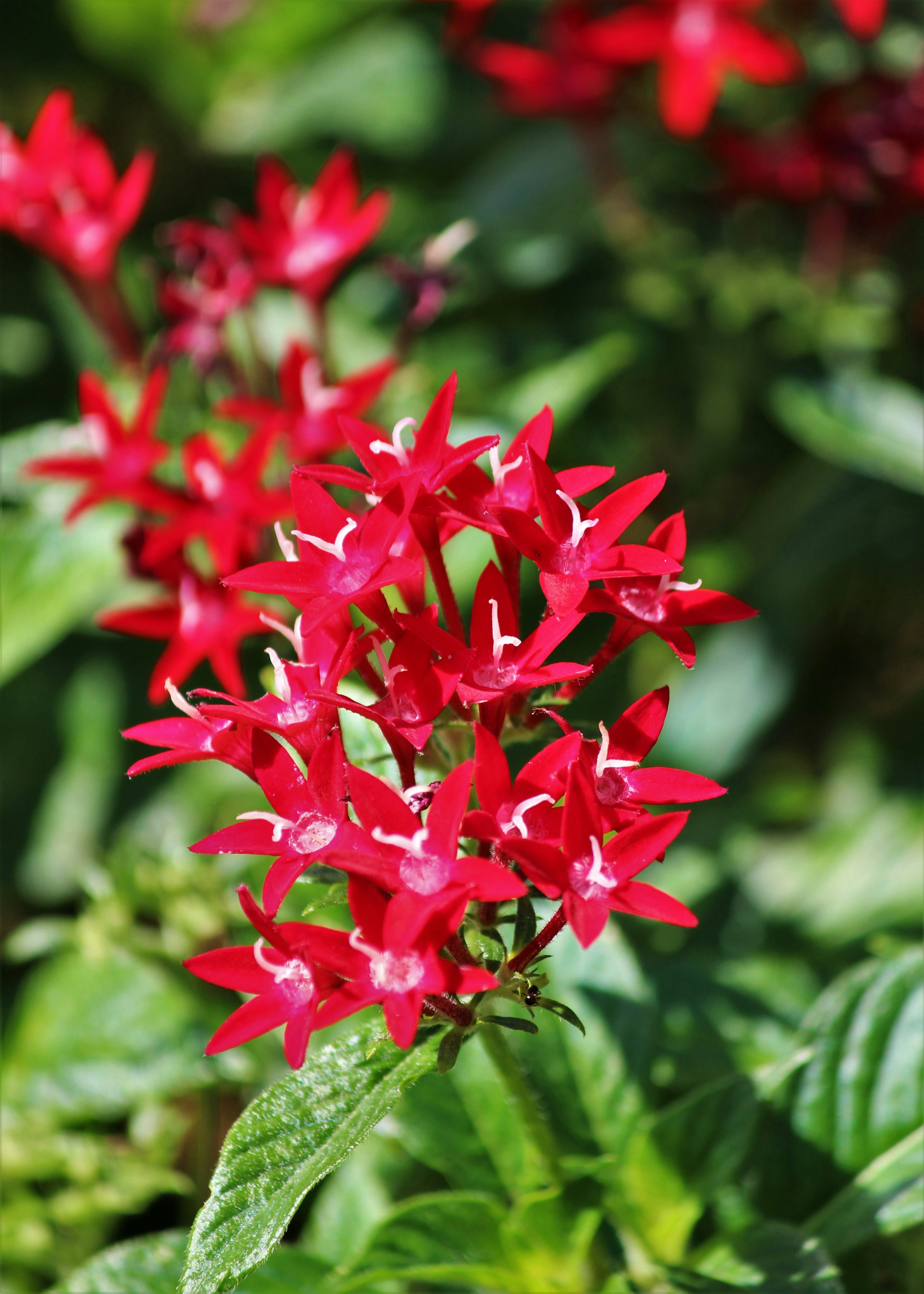 Close-up bunga merah cerah di atas tanaman hijau