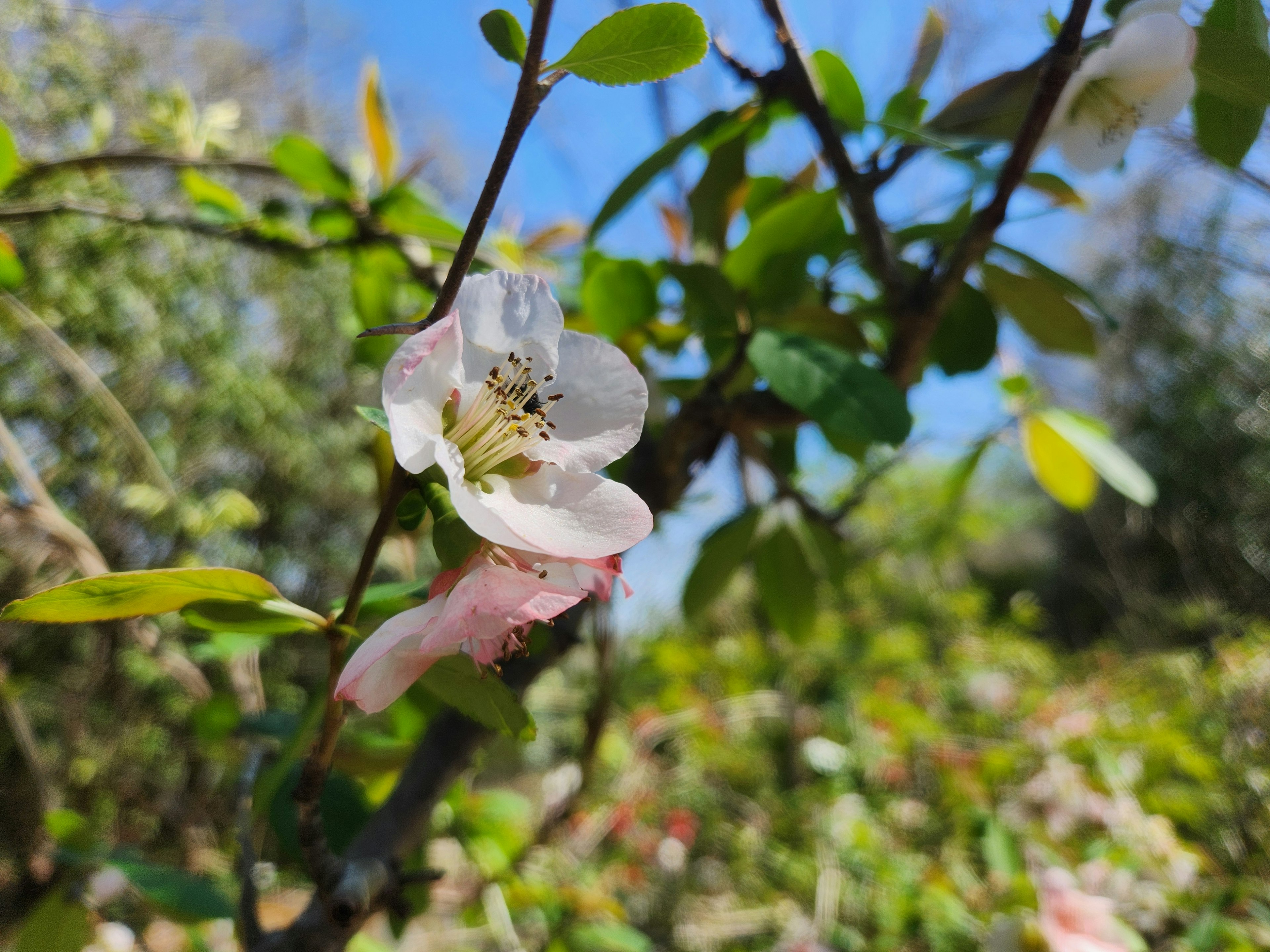 Branch with white and pink flowers surrounded by green leaves