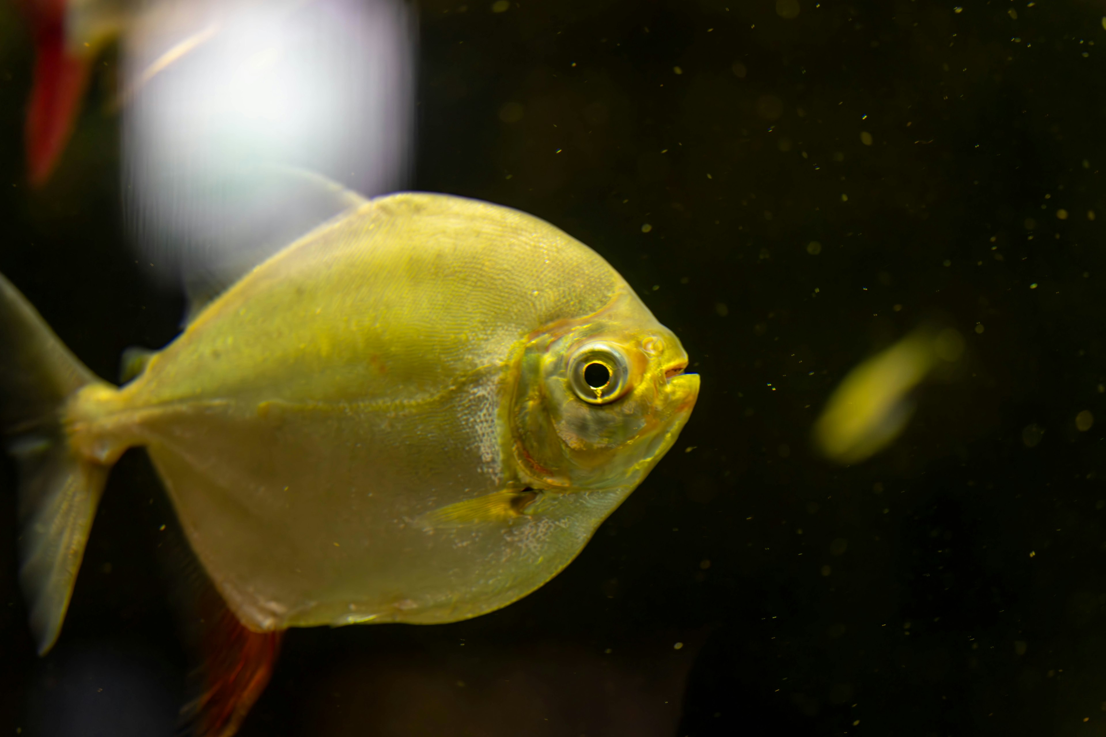 A yellow fish in an aquarium facing sideways