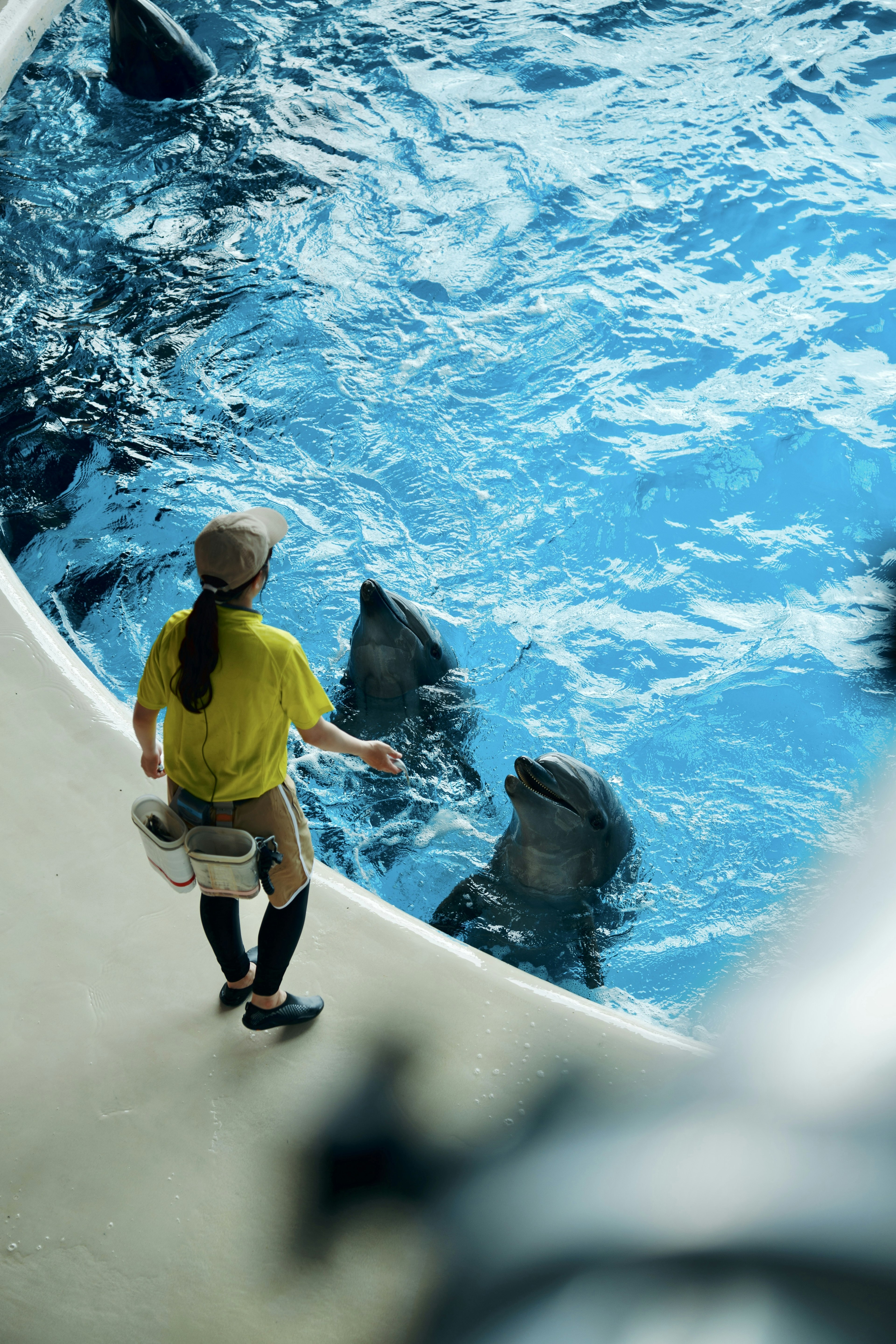 Mujer del personal interactuando con leones marinos en un acuario