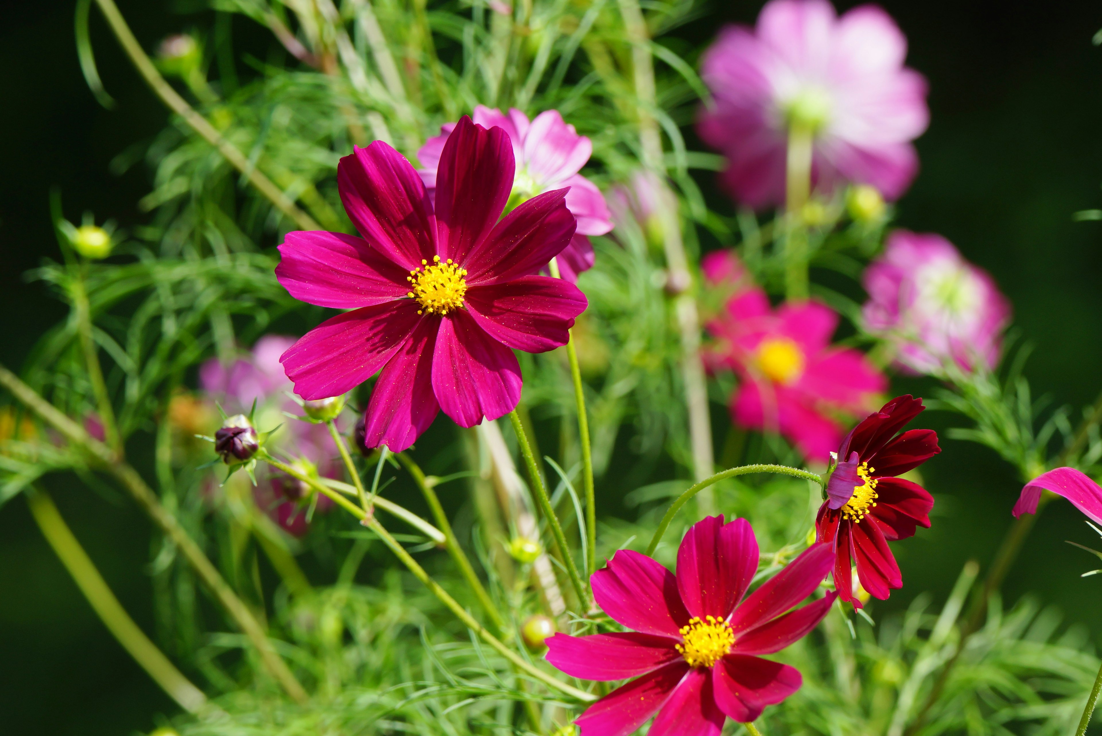 Fiori di cosmos rosa e viola vivaci in fiore