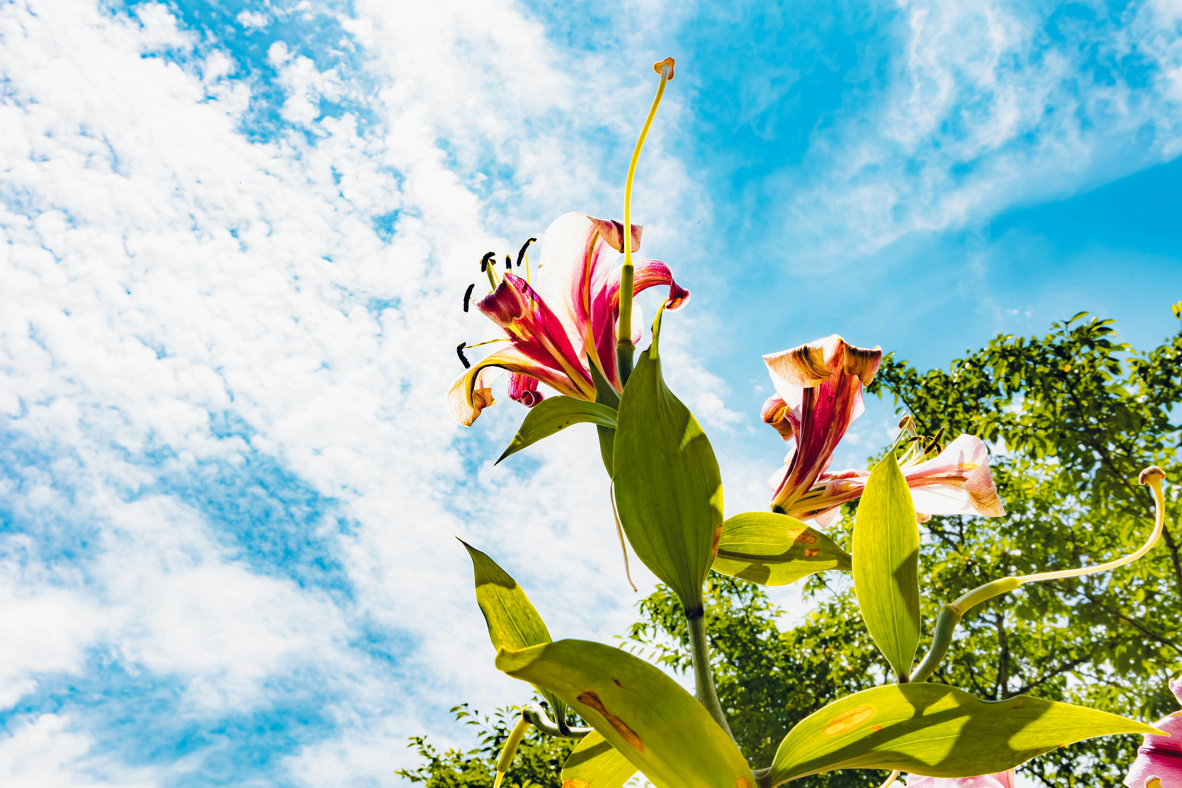 Red and white lilies blooming under a blue sky