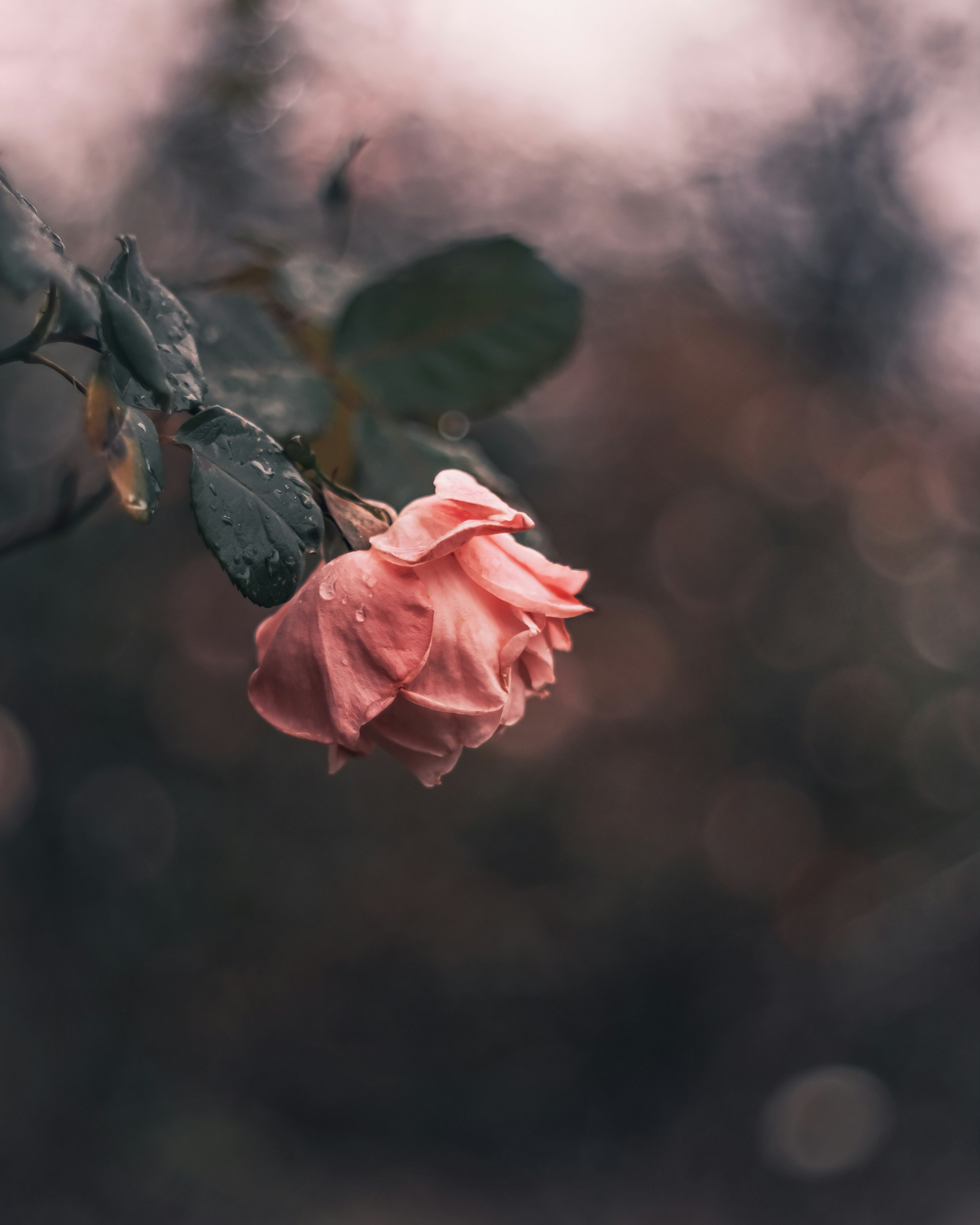 A pale pink rose hanging from a branch with green leaves