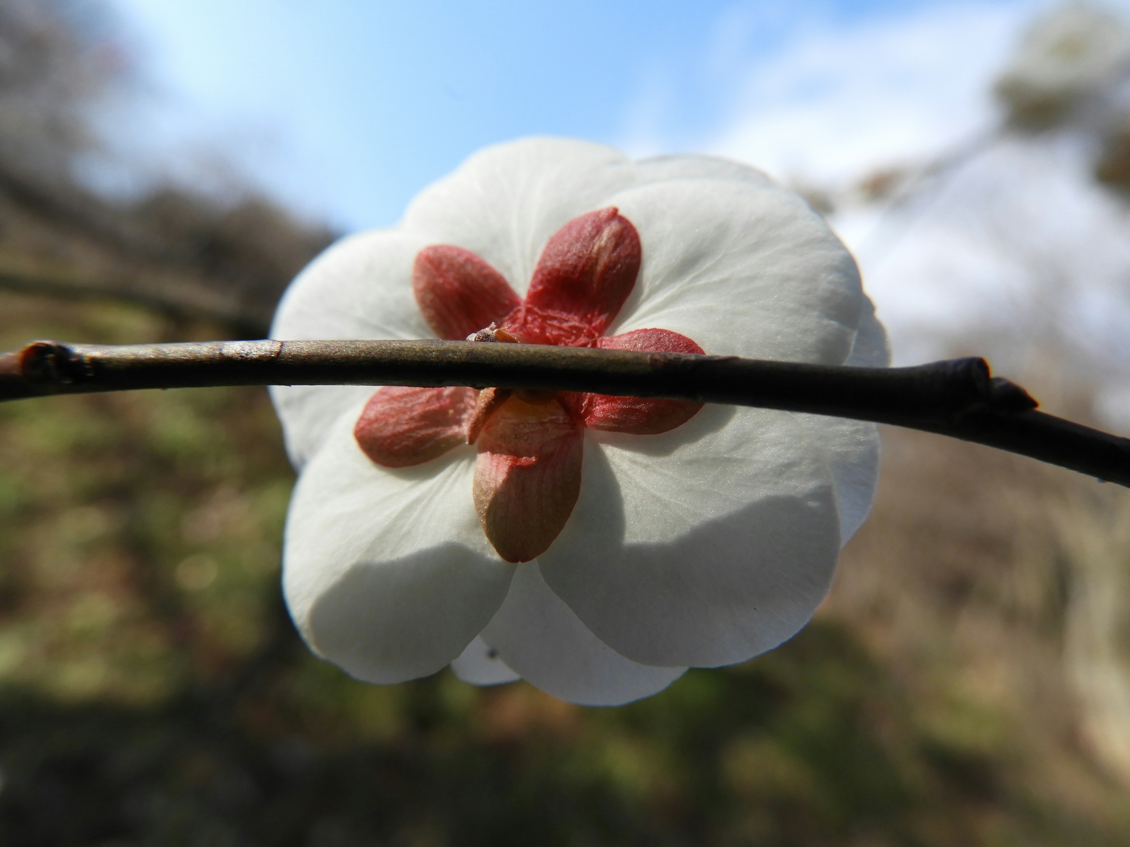 白い花びらに赤い中心の花が枝に咲いている