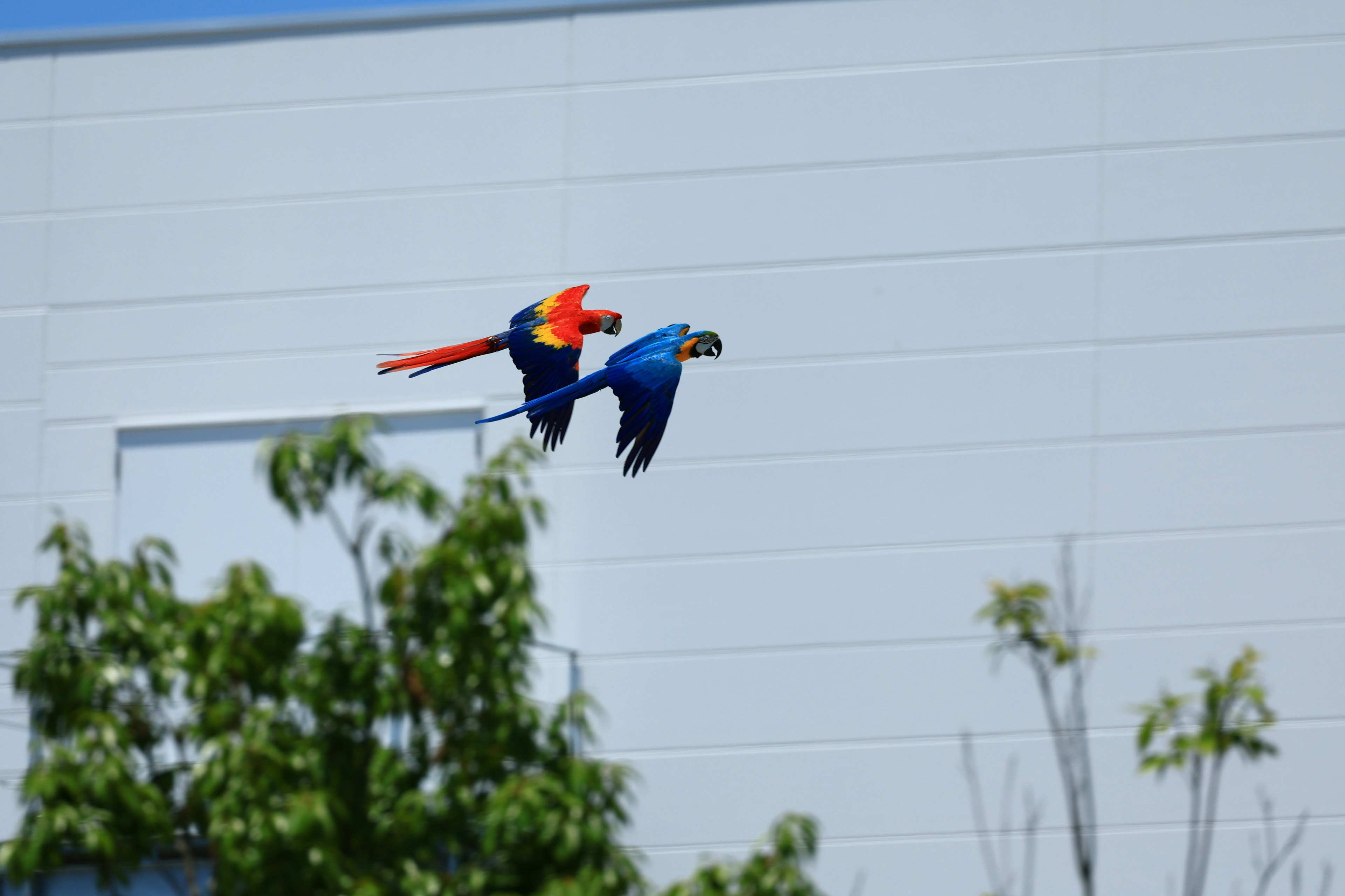 Ein blauer und roter Papagei fliegt am Himmel