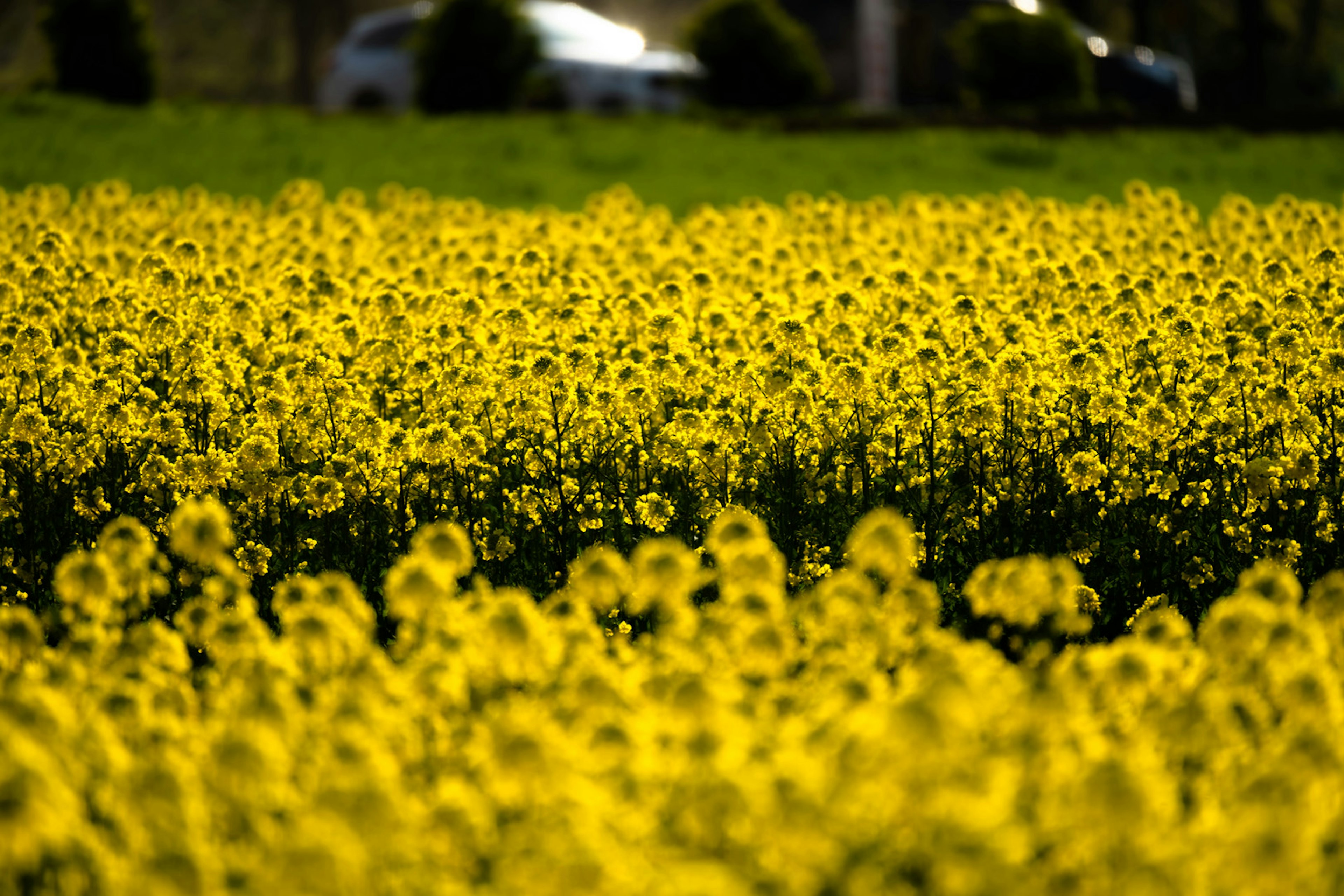 A vibrant field of yellow flowers with a blurred background of greenery and cars