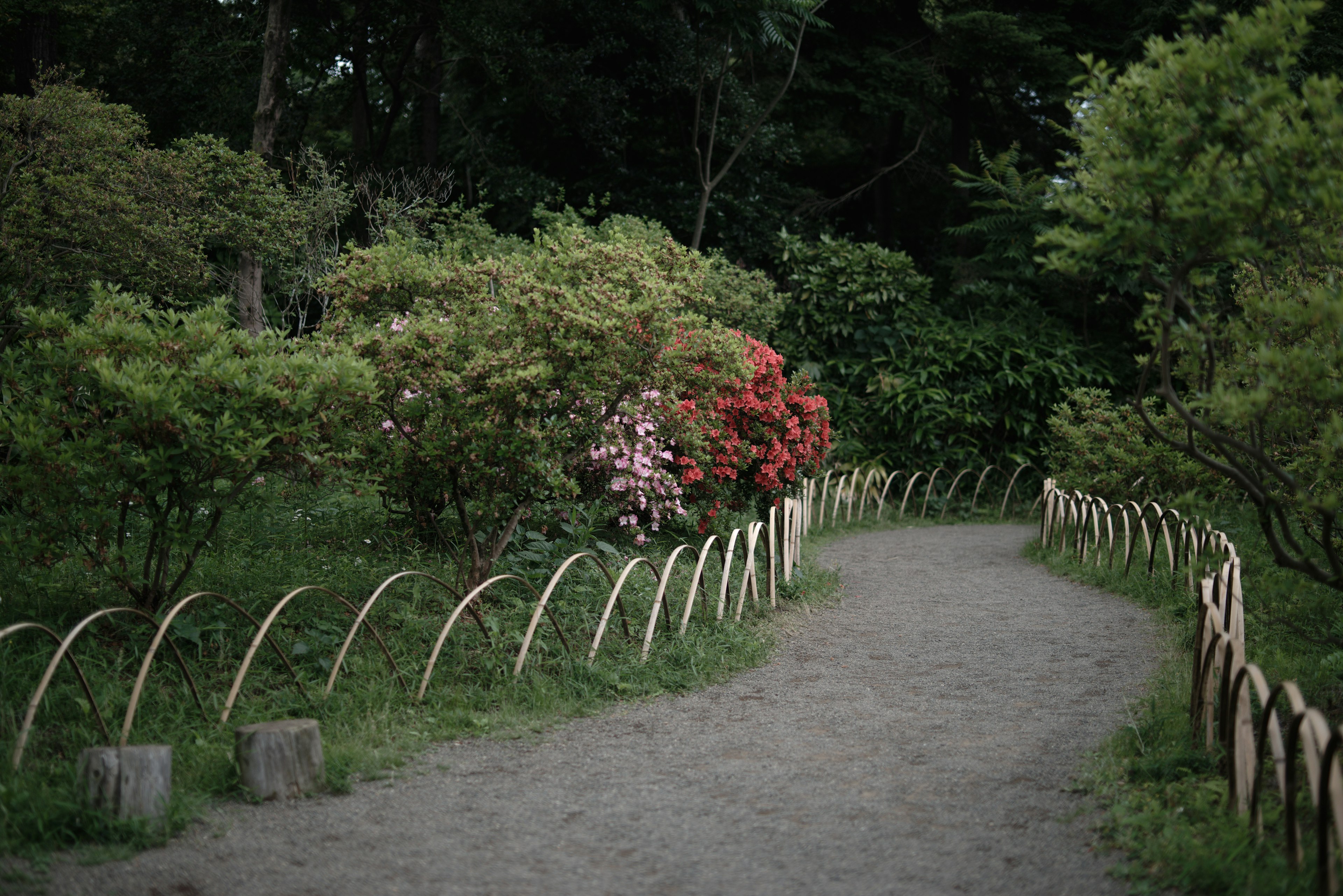 Un chemin sinueux entouré de verdure luxuriante et de fleurs colorées