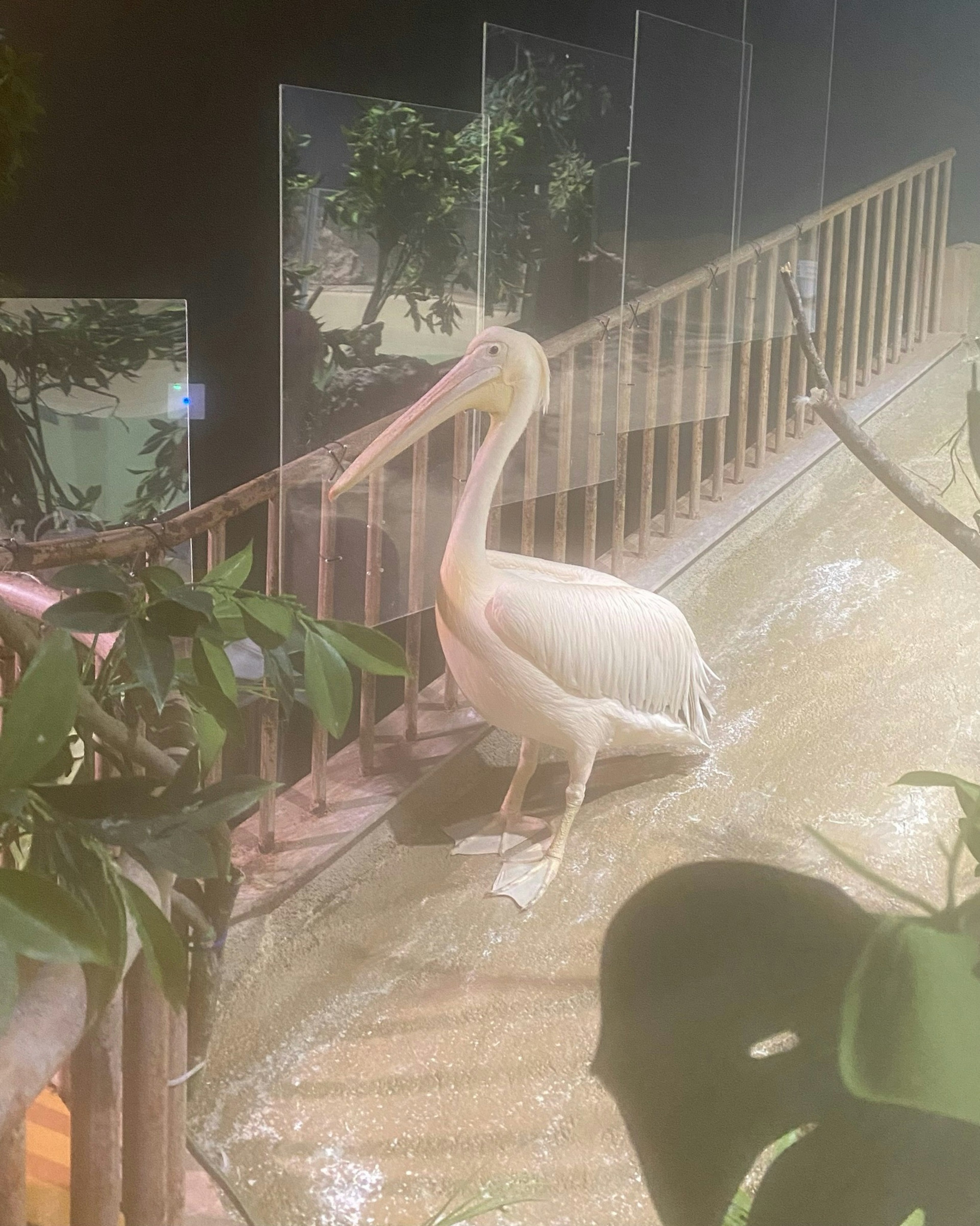 A white pelican standing near a railing